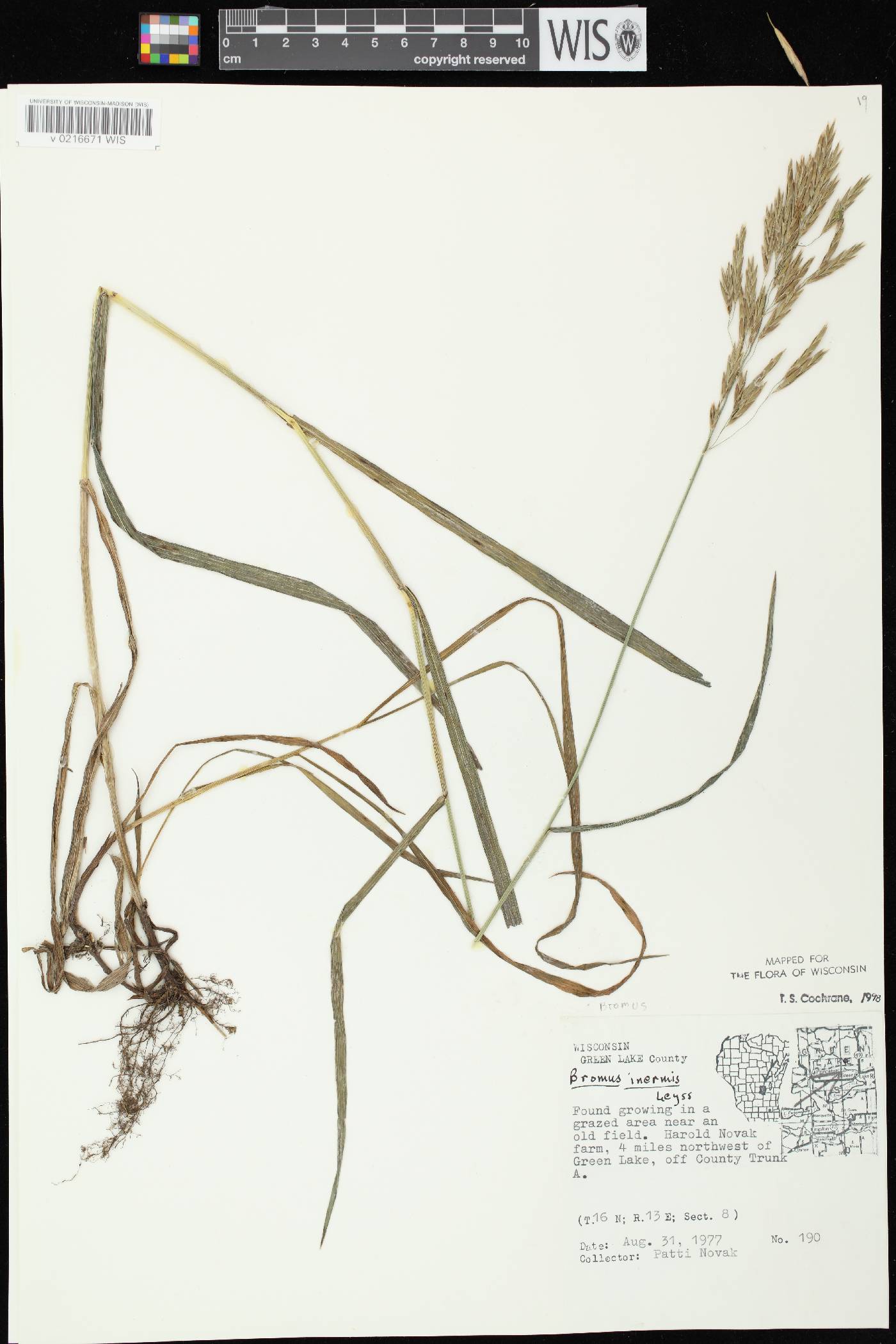 Bromus inermis image