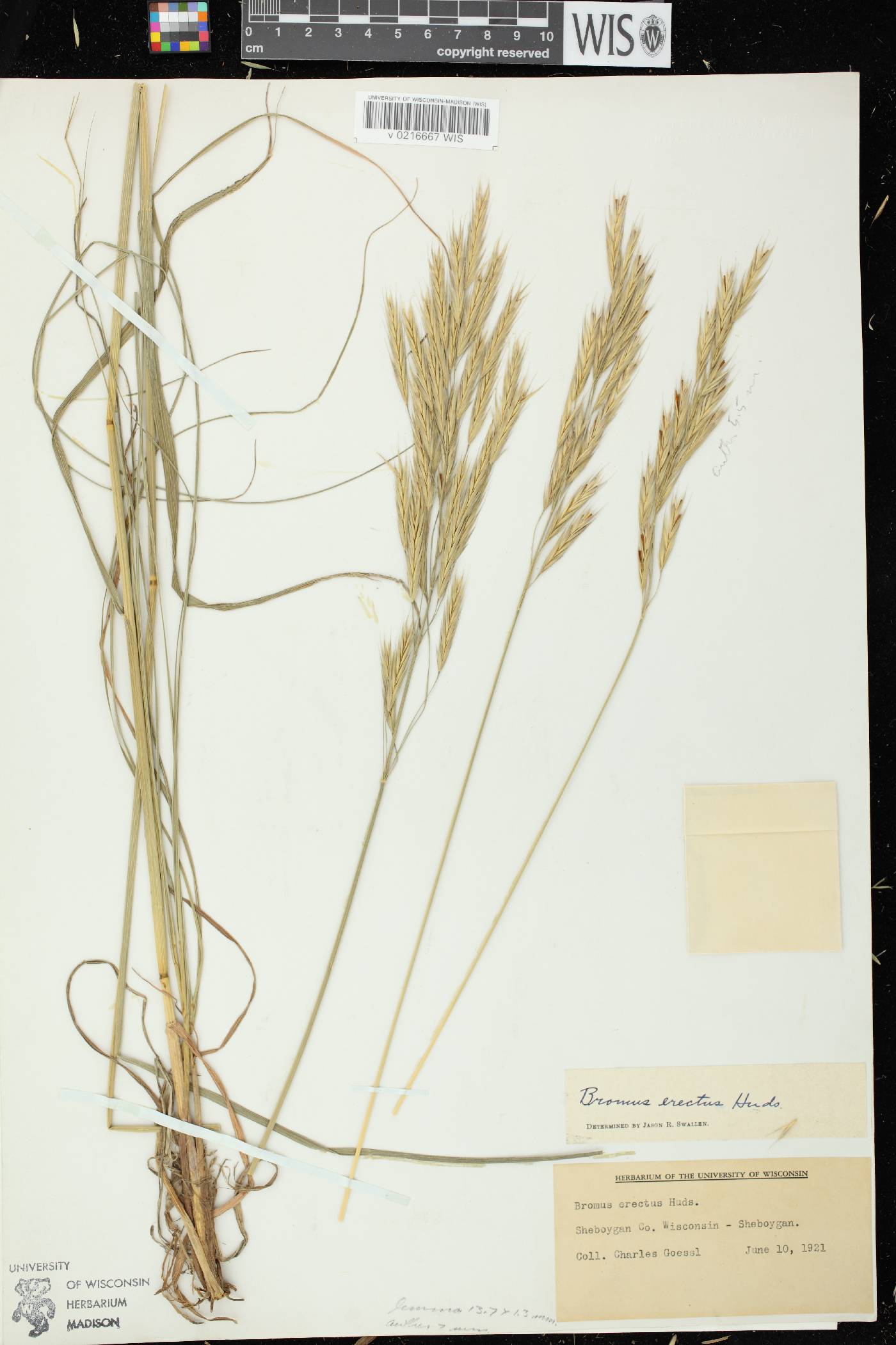 Bromus erectus image