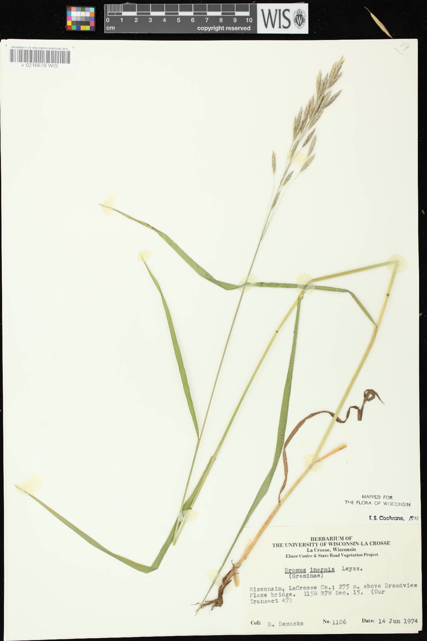 Bromus inermis image