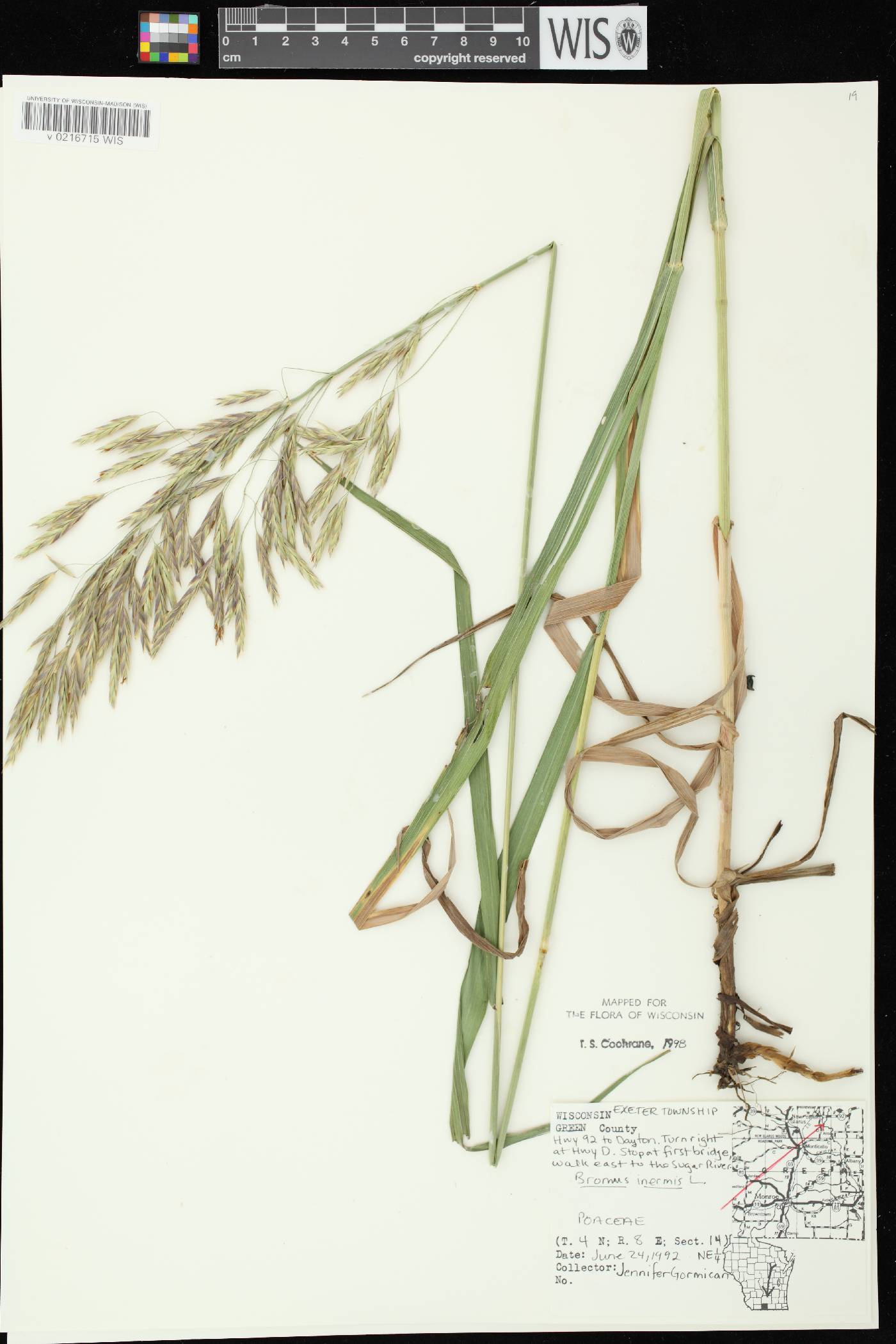 Bromus inermis image