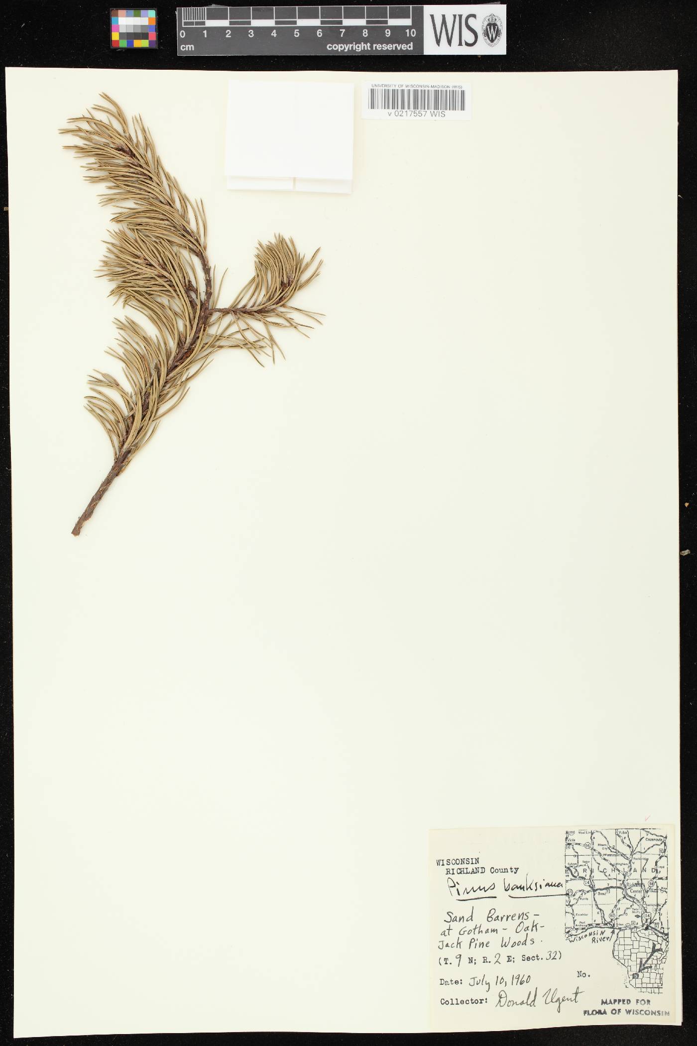 Pinus banksiana image
