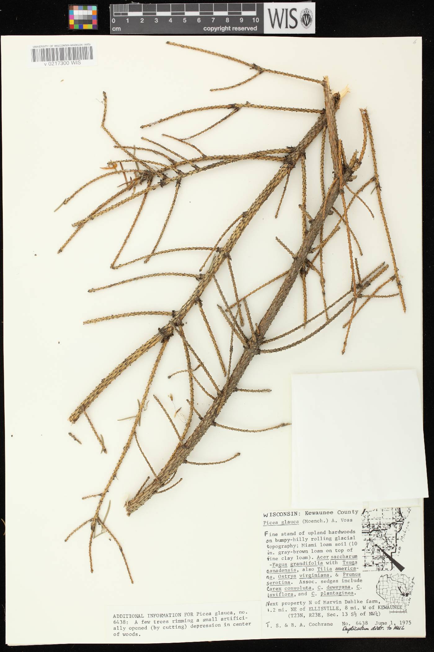 Picea glauca image