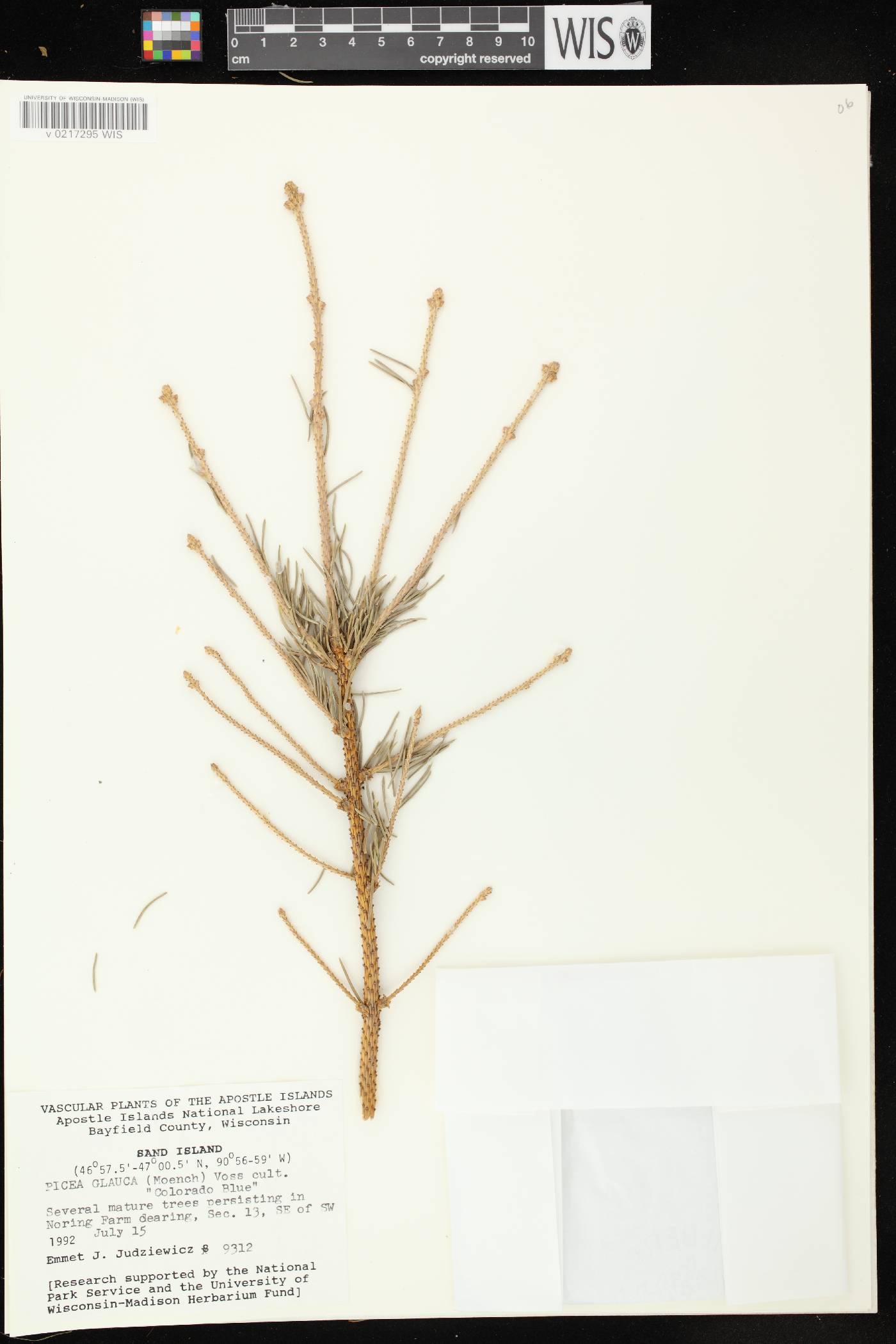 Picea glauca image