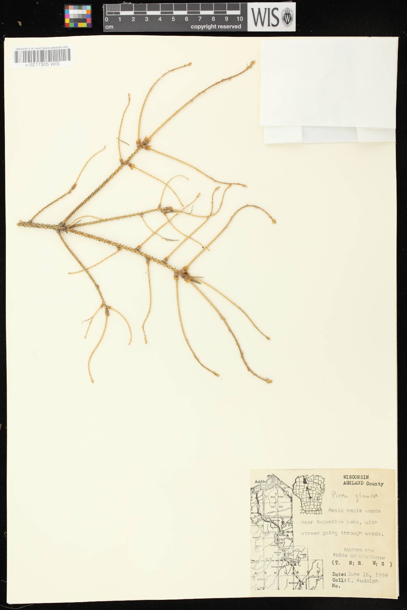 Picea glauca image
