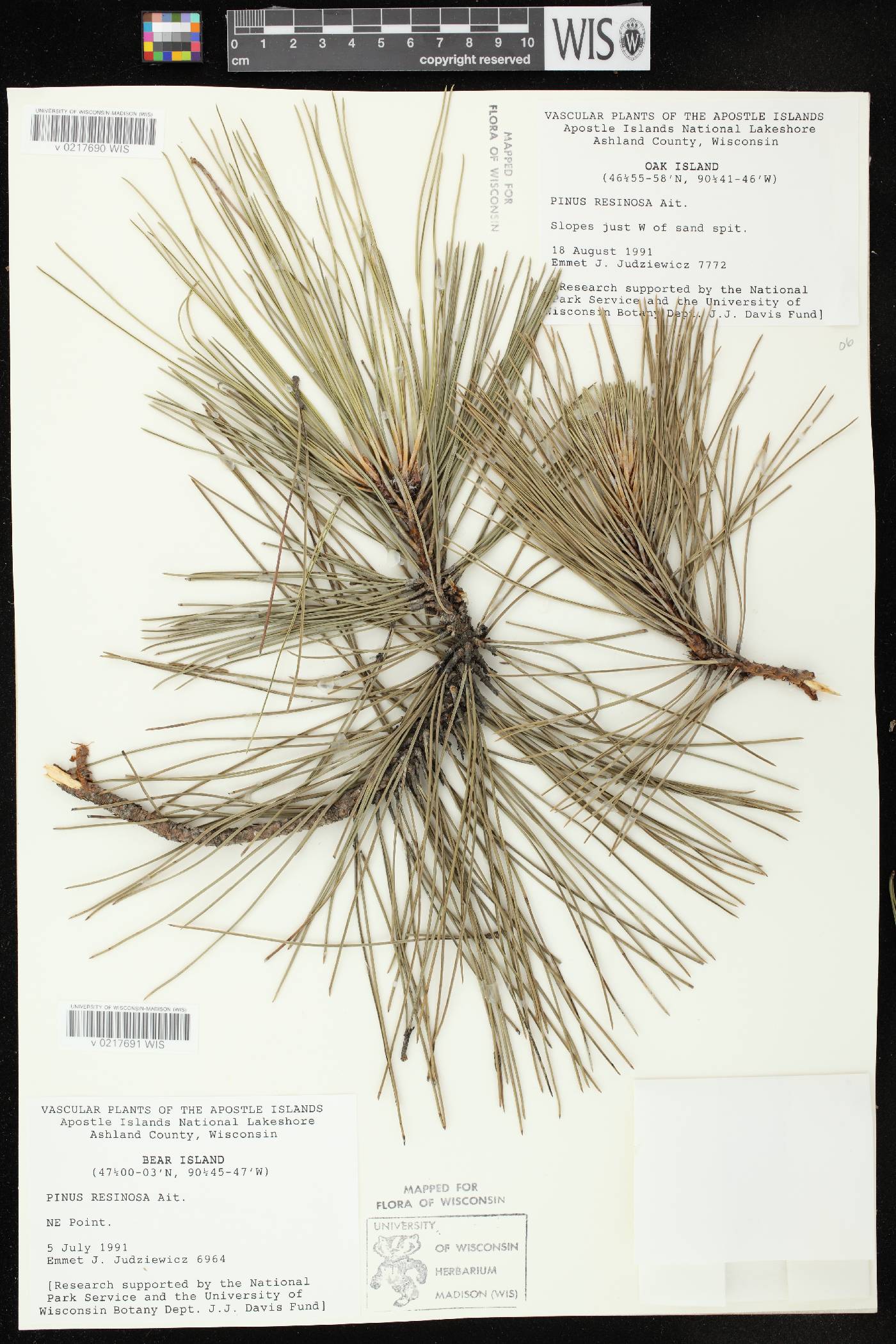 Pinus resinosa image