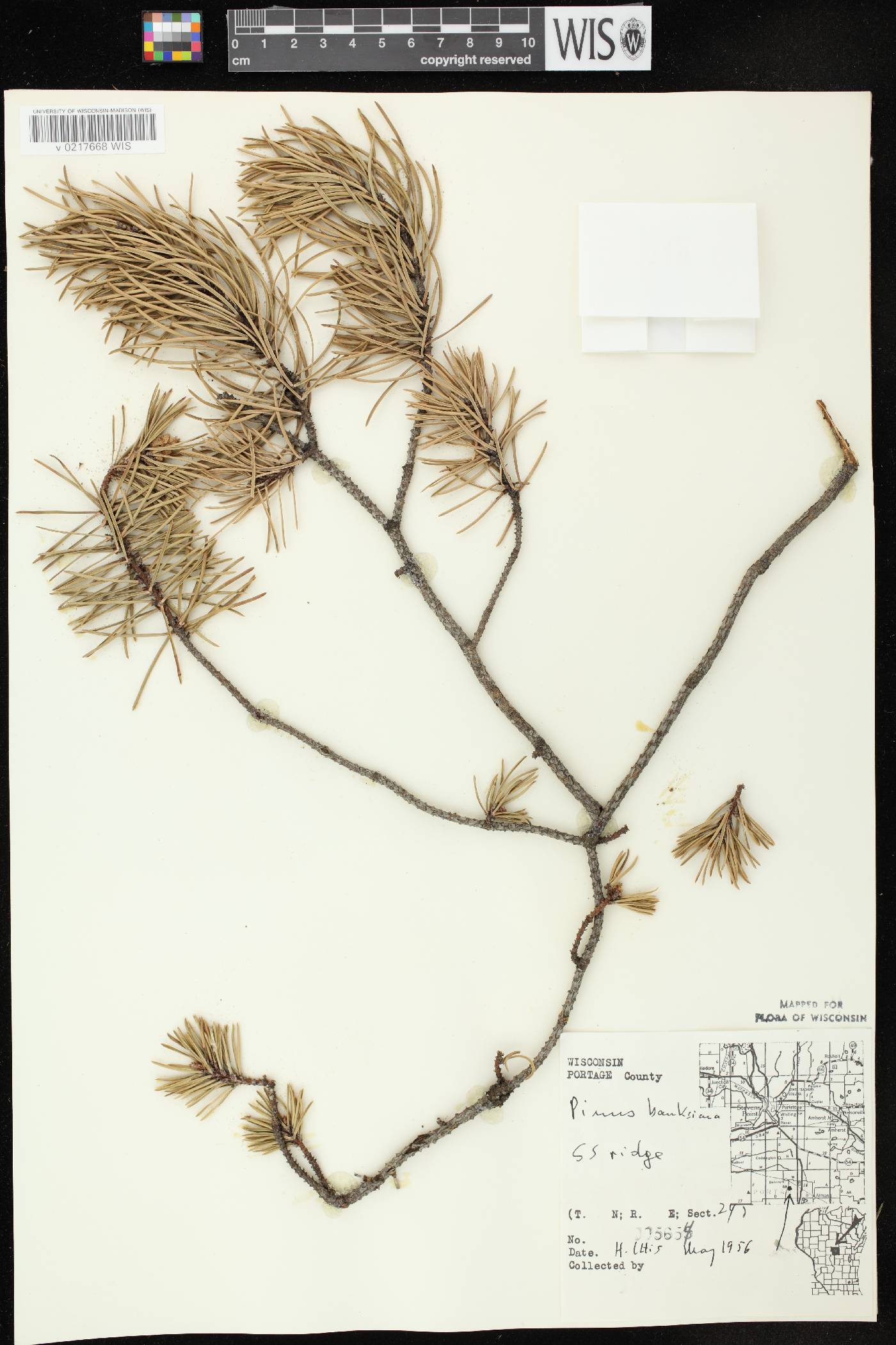 Pinus banksiana image