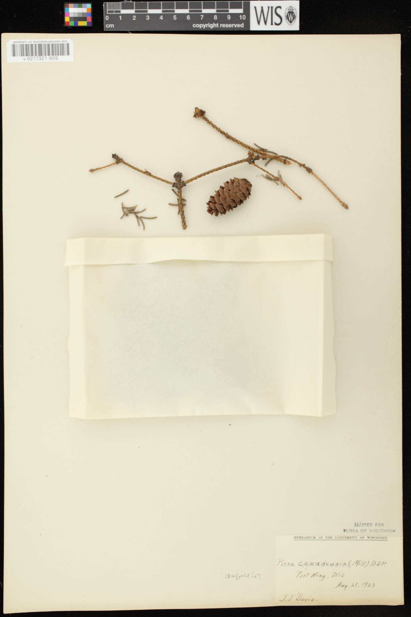 Picea glauca image
