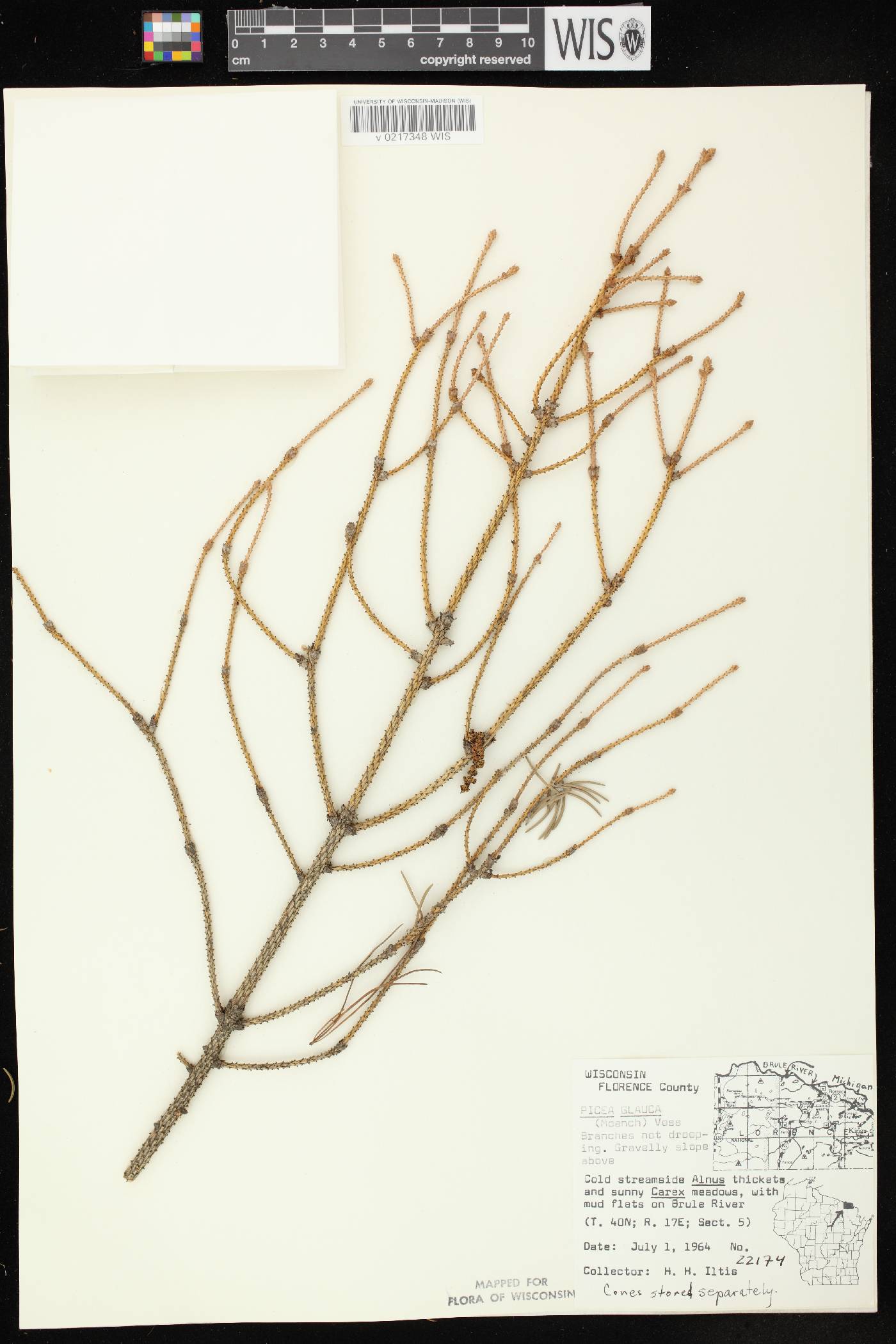 Picea glauca image