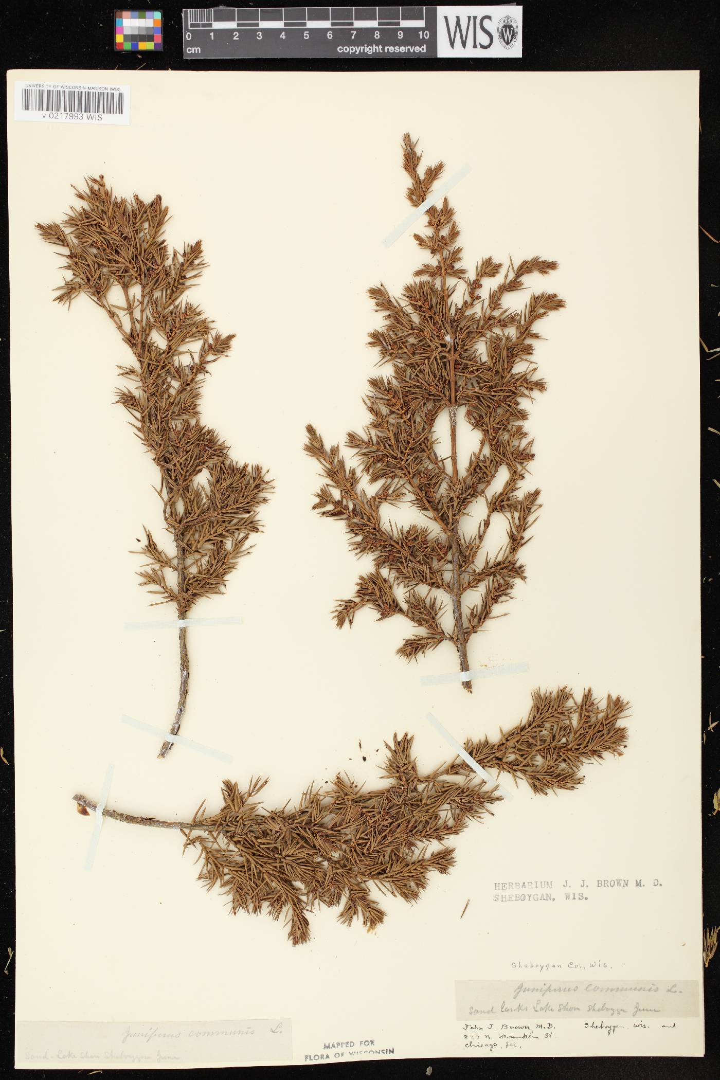 Juniperus communis image