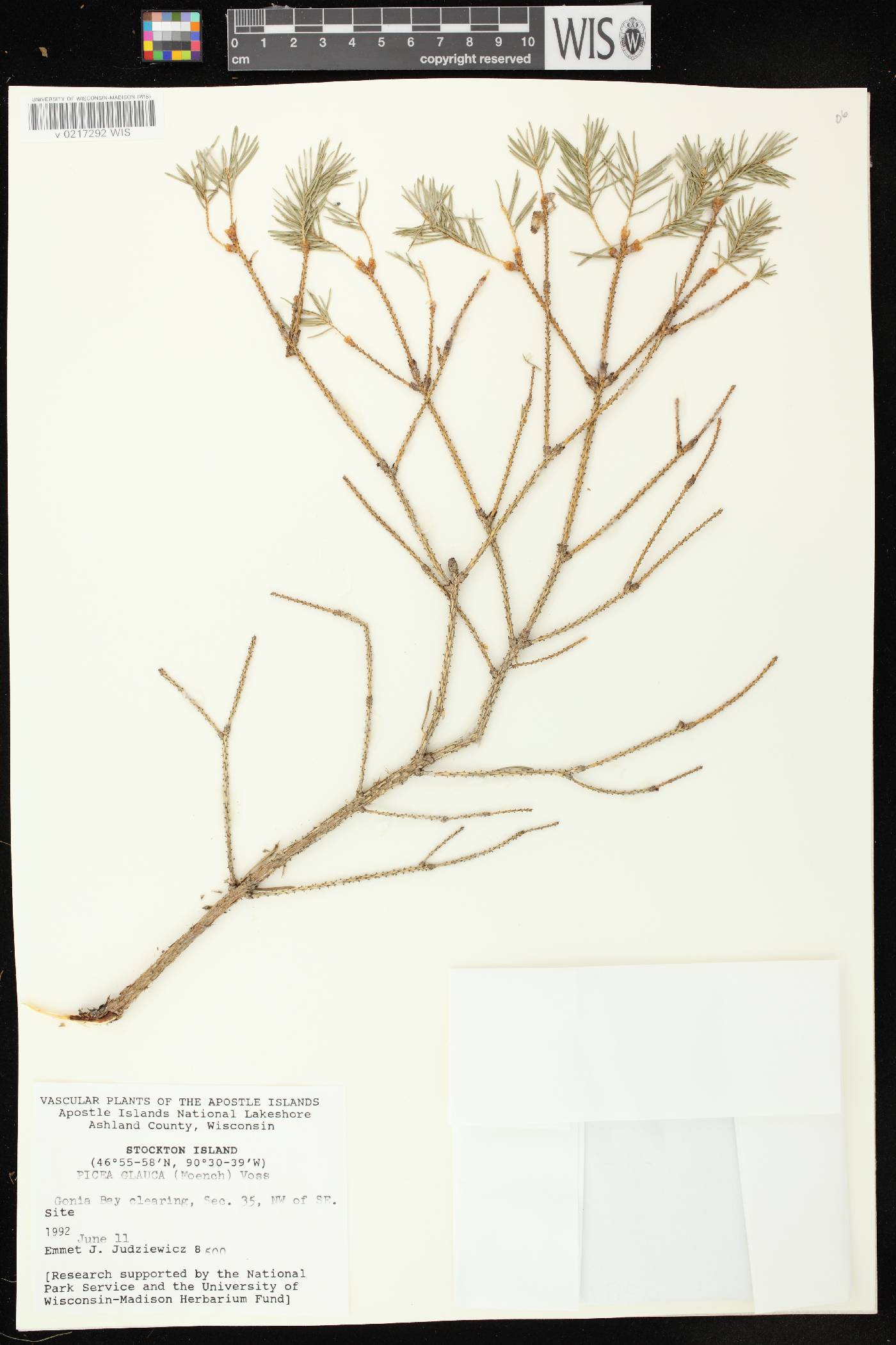 Picea glauca image