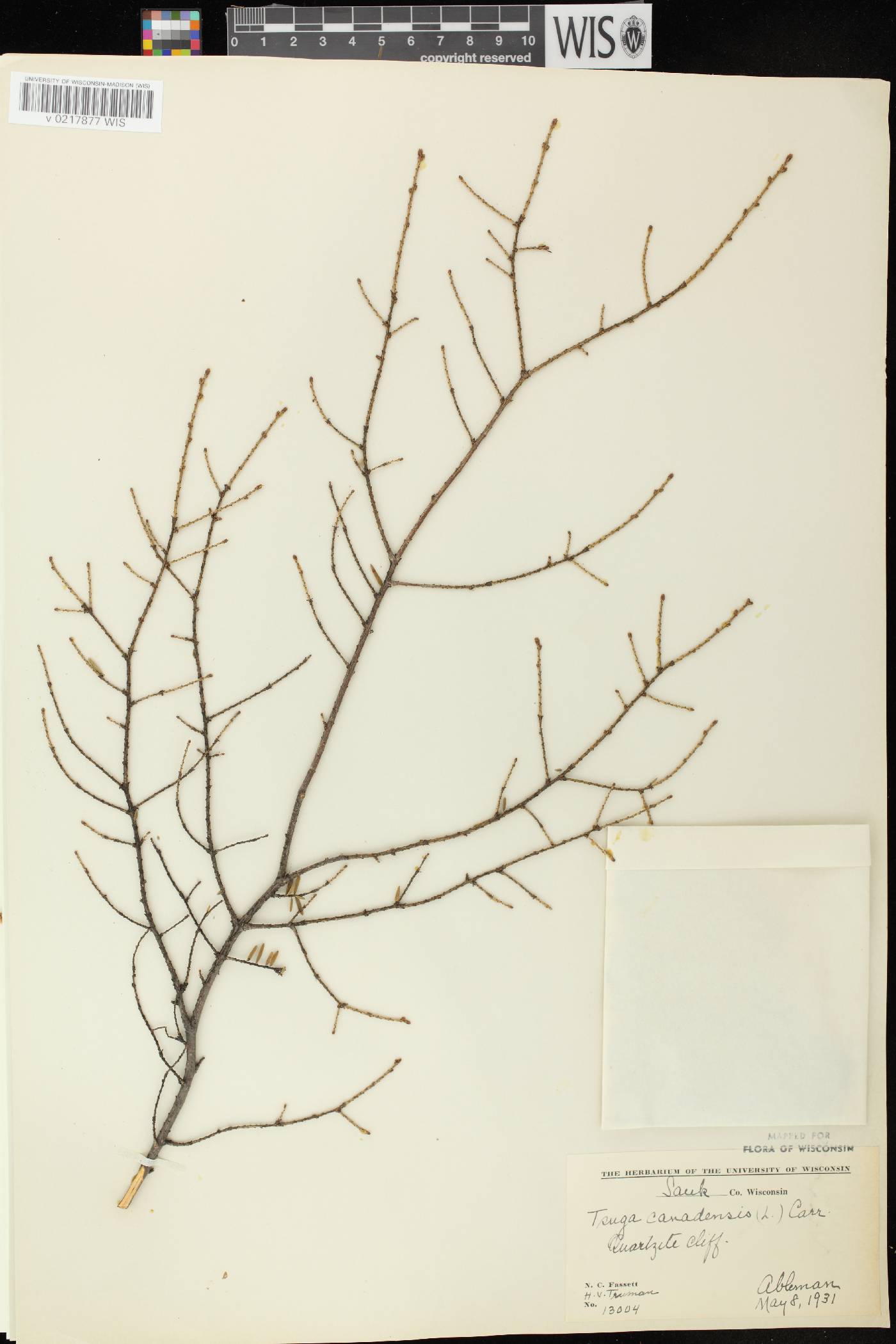 Tsuga canadensis image