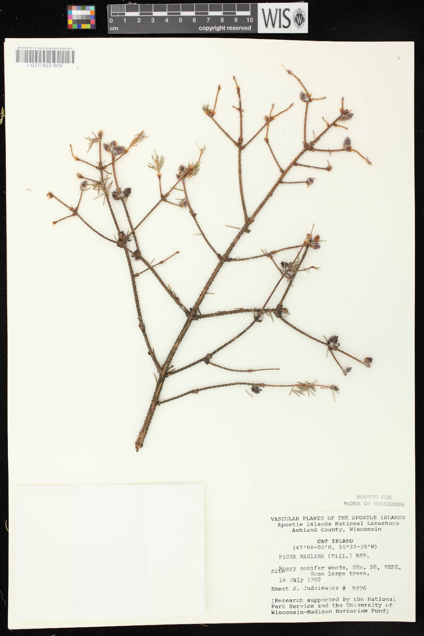 Picea mariana image