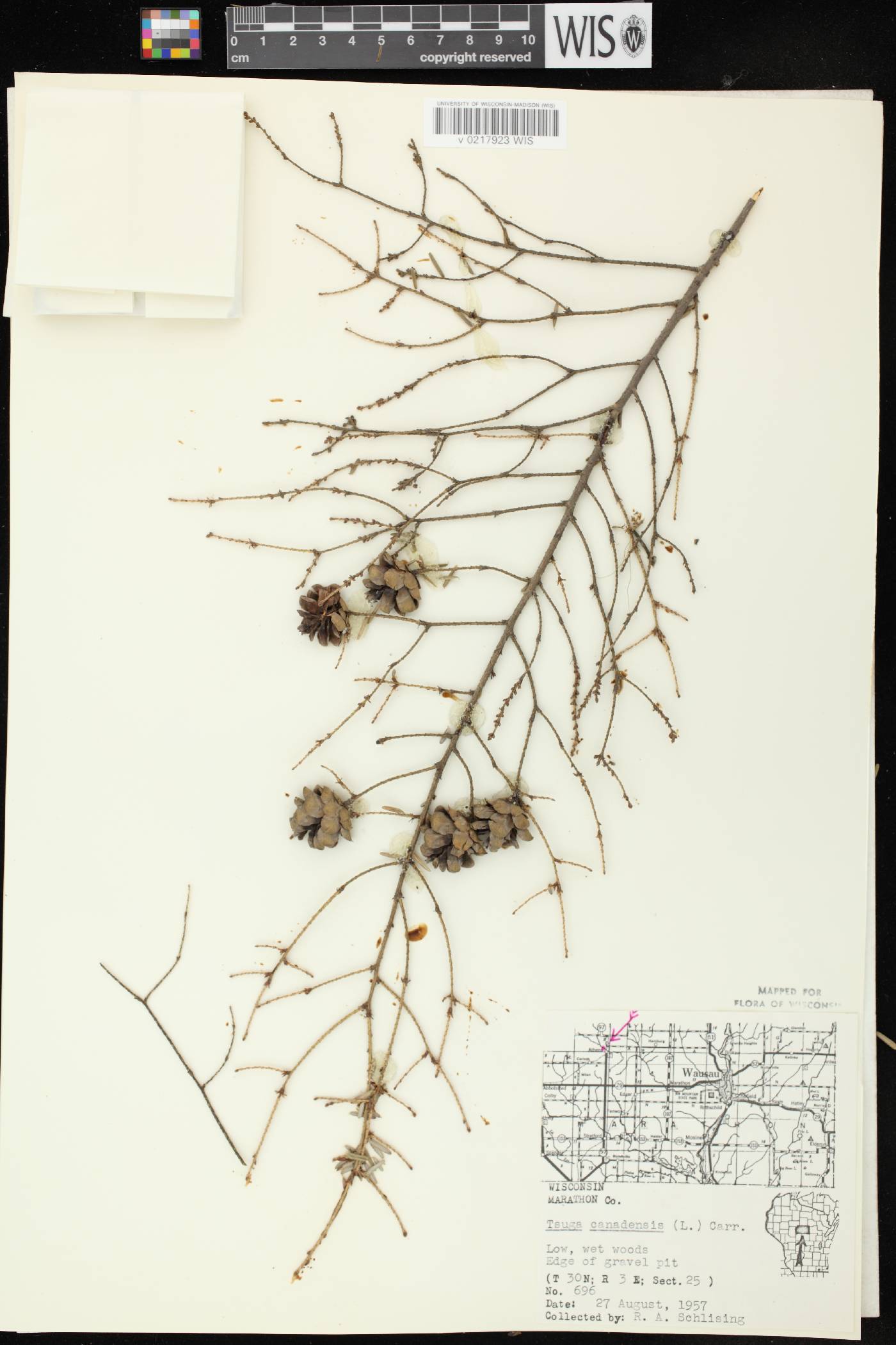 Tsuga canadensis image