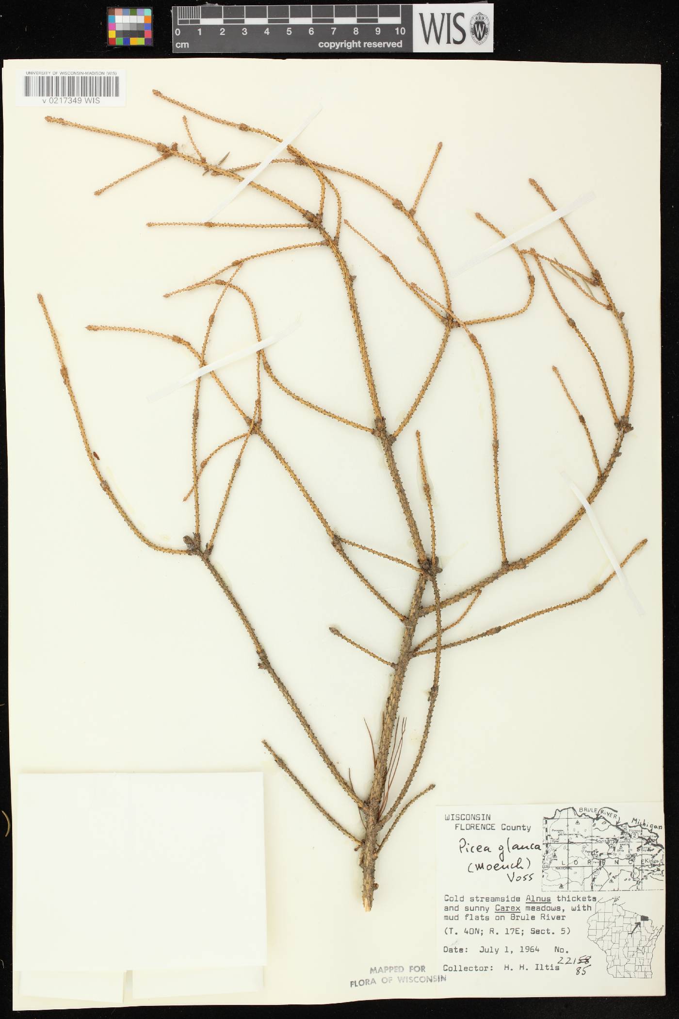 Picea glauca image