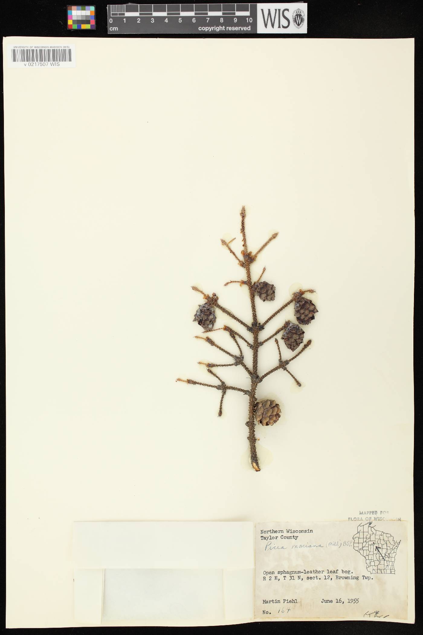 Picea mariana image
