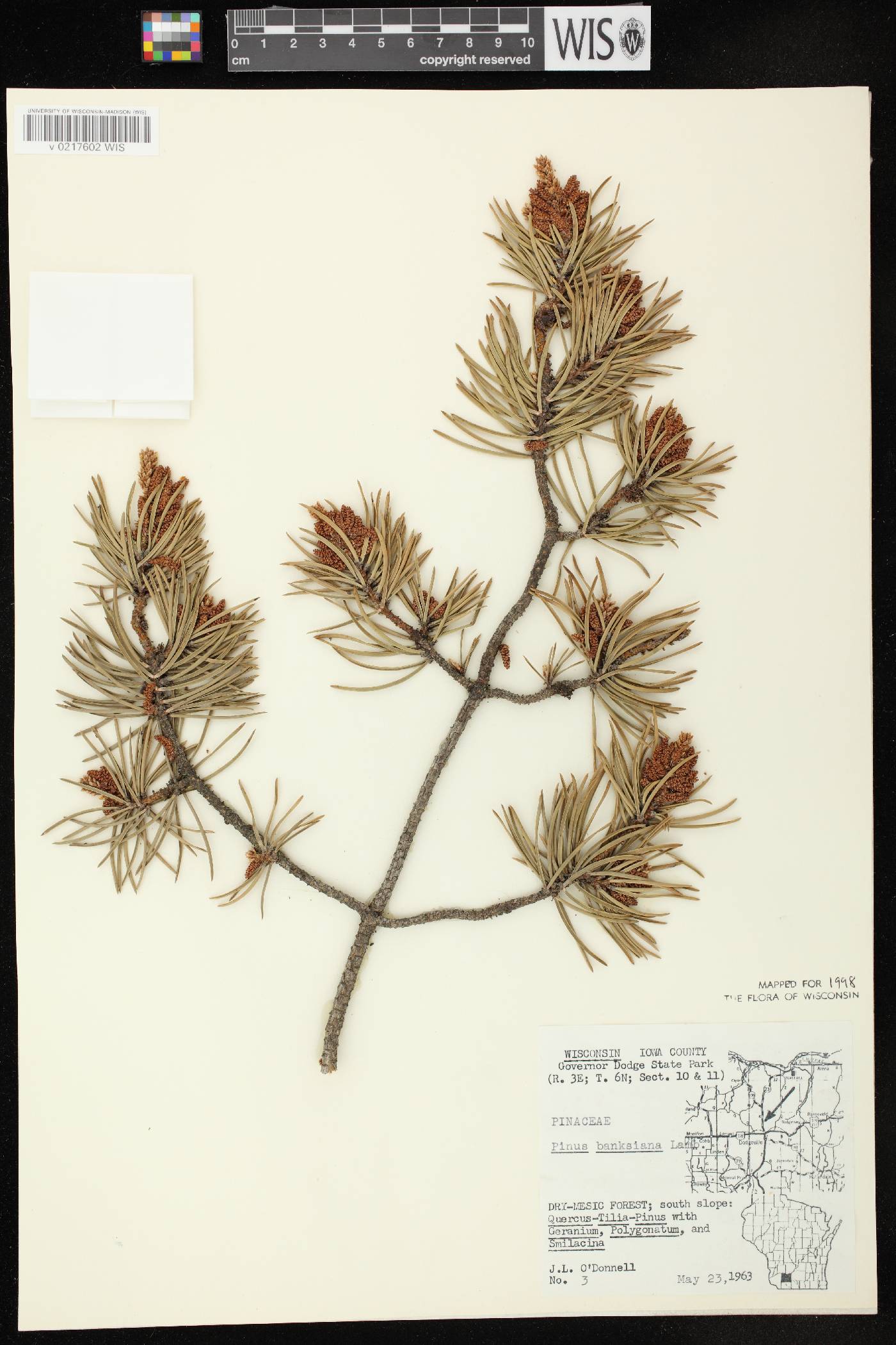Pinus banksiana image