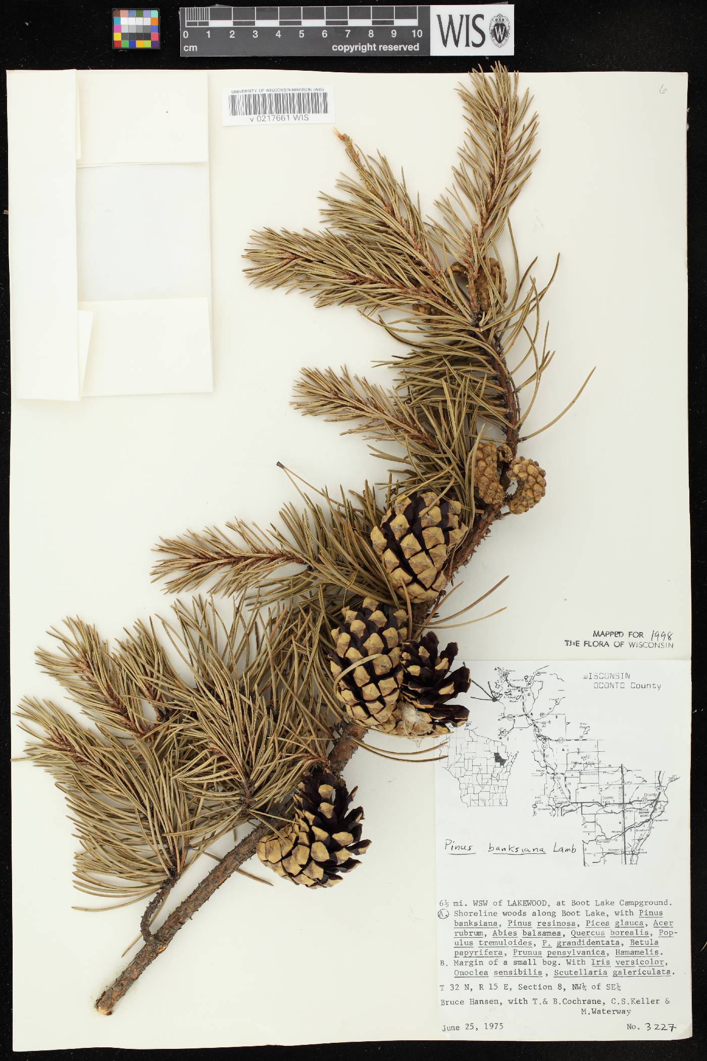 Pinus banksiana image