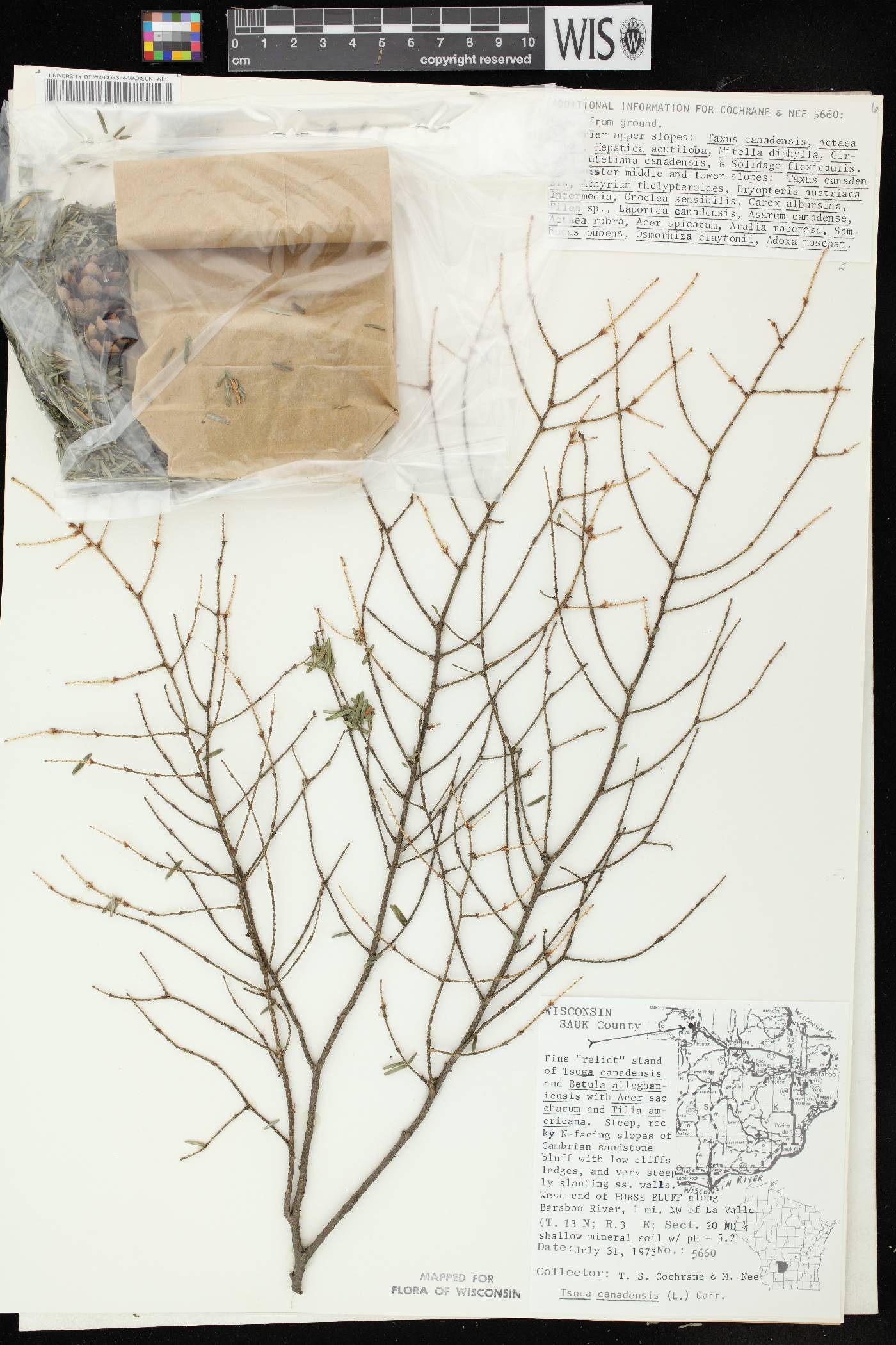 Tsuga canadensis image
