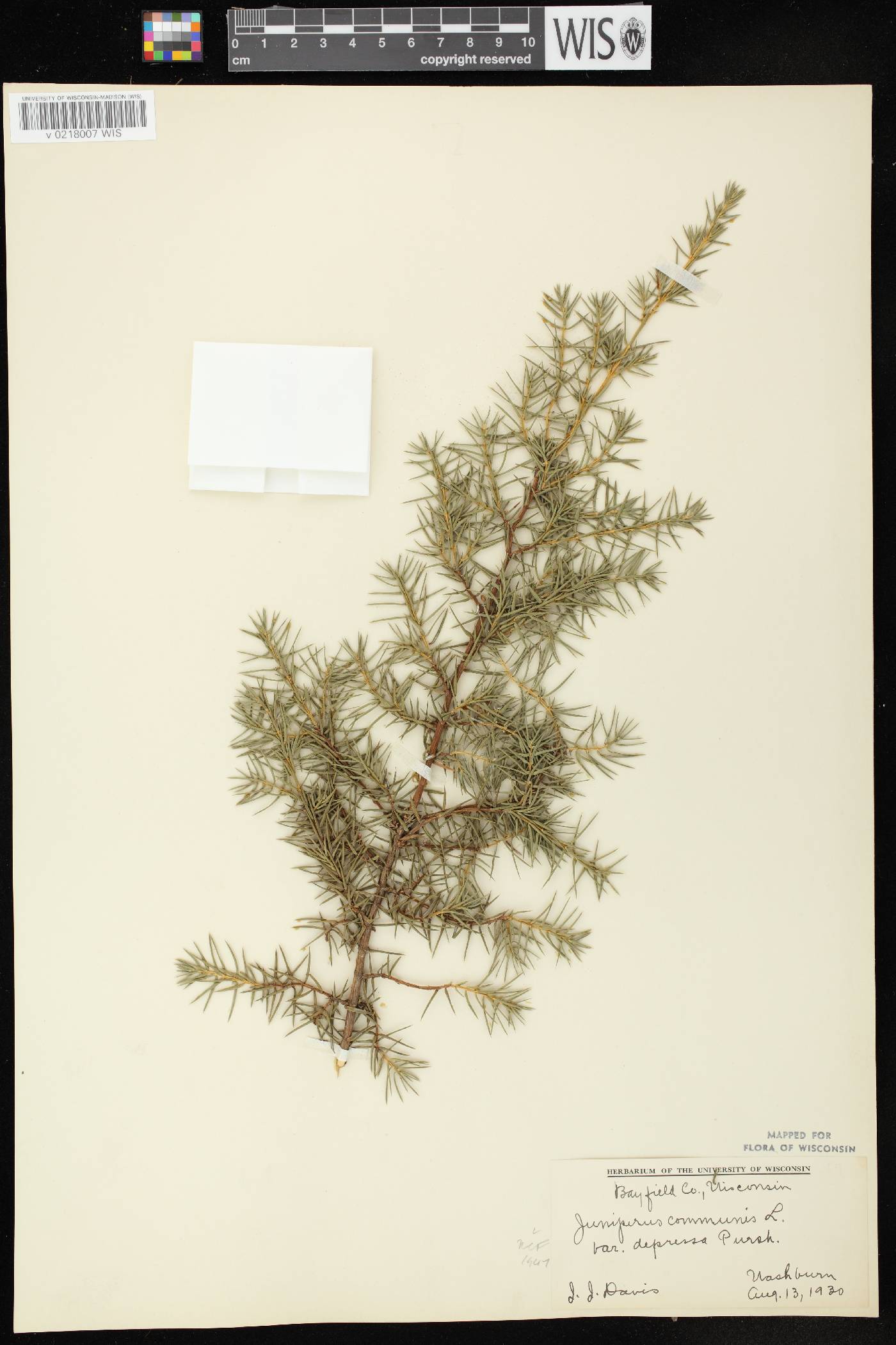 Juniperus communis image