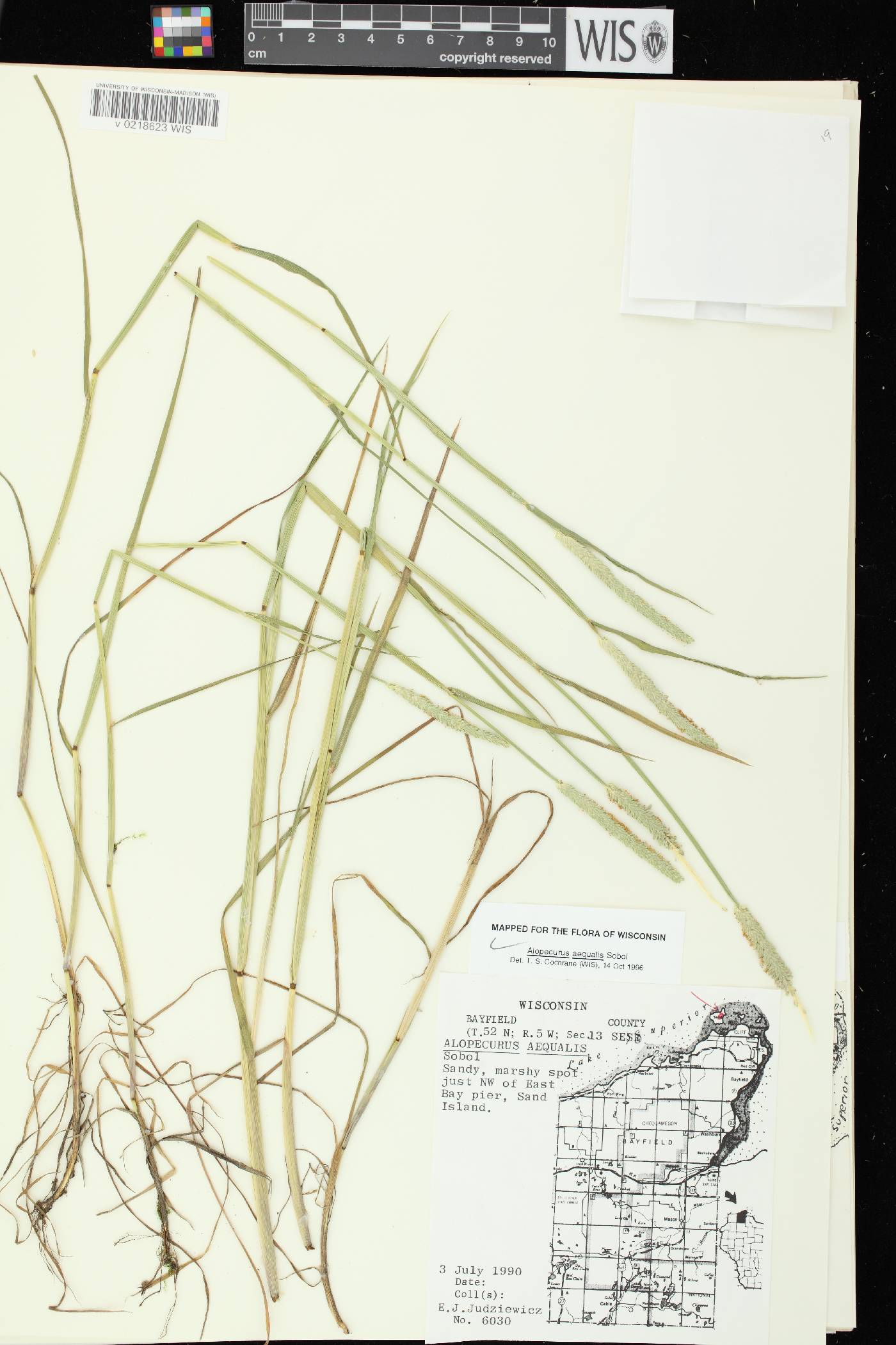 Alopecurus aequalis image