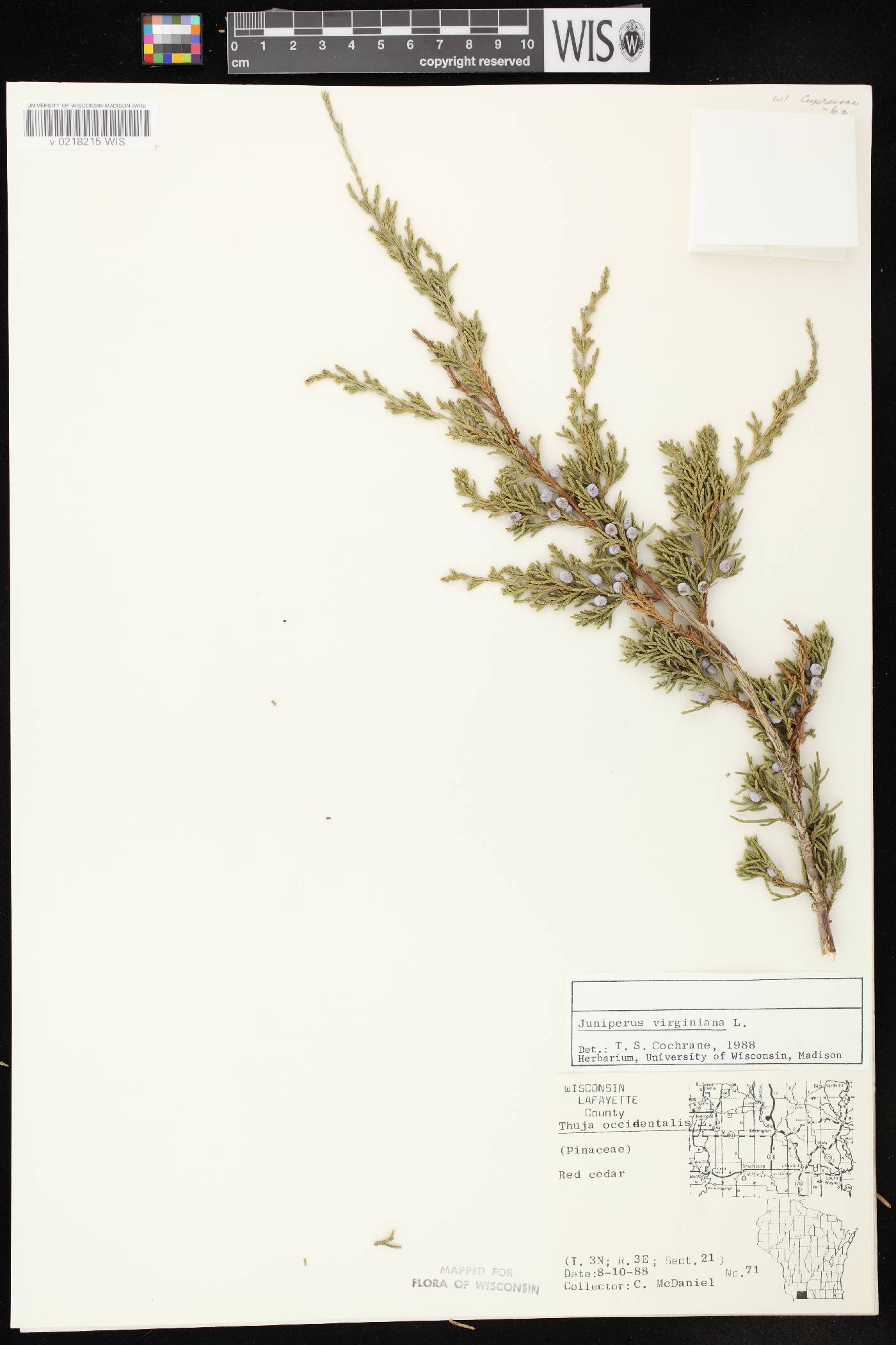 Juniperus virginiana var. virginiana image