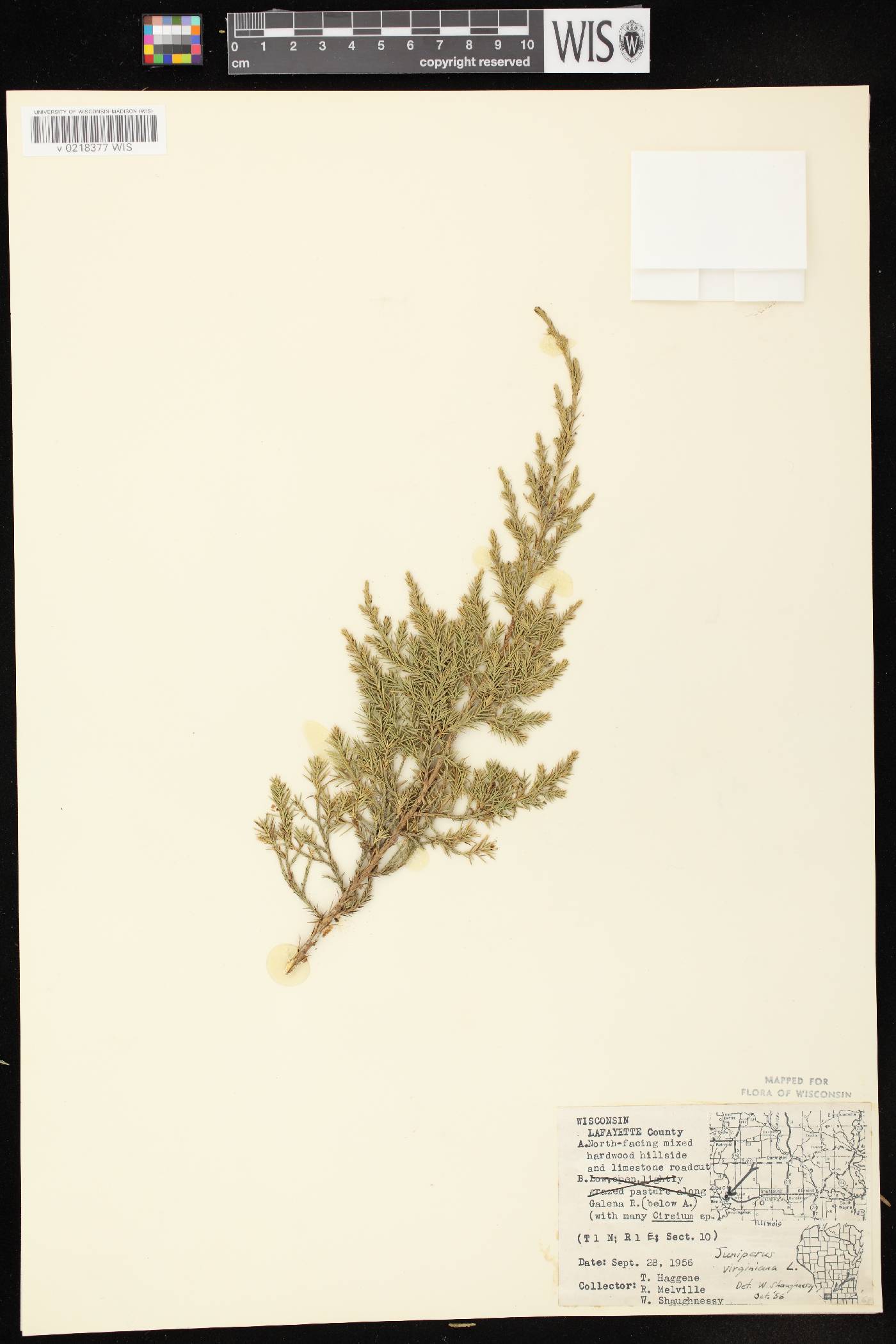 Juniperus virginiana var. virginiana image