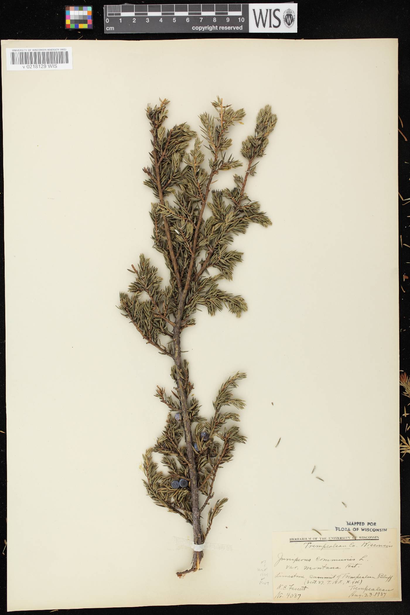 Juniperus communis image