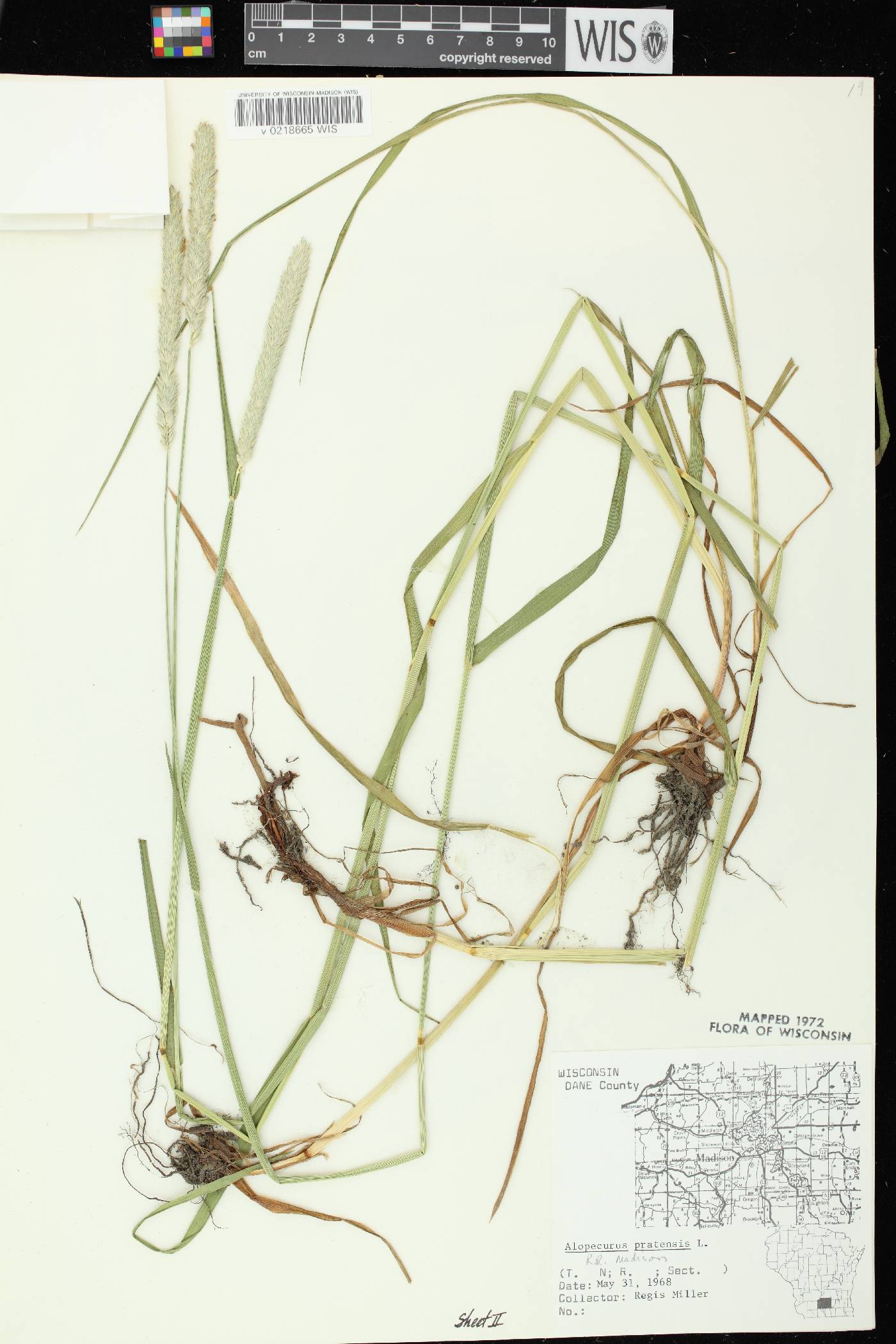 Alopecurus pratensis image