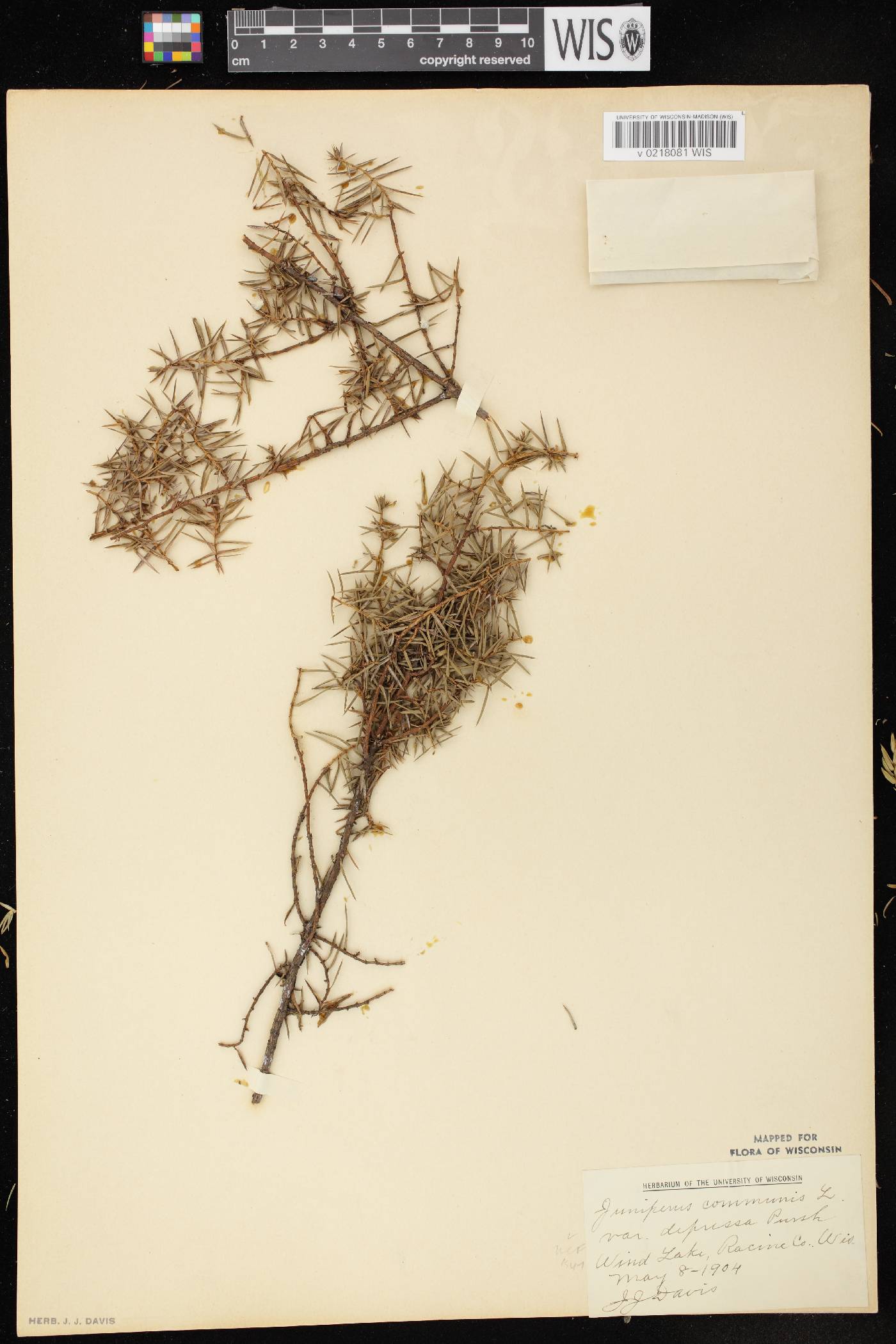Juniperus communis image