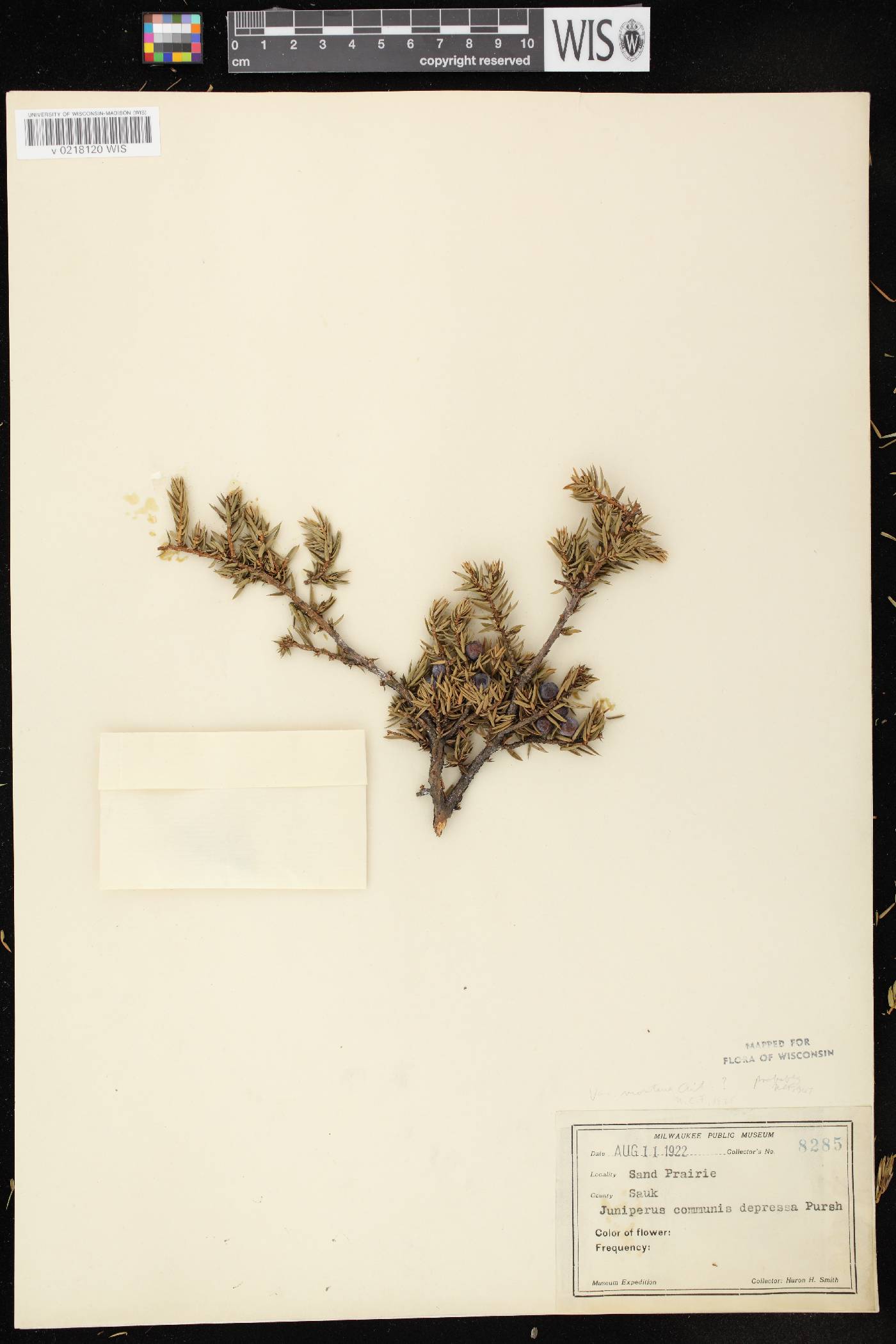 Juniperus communis image