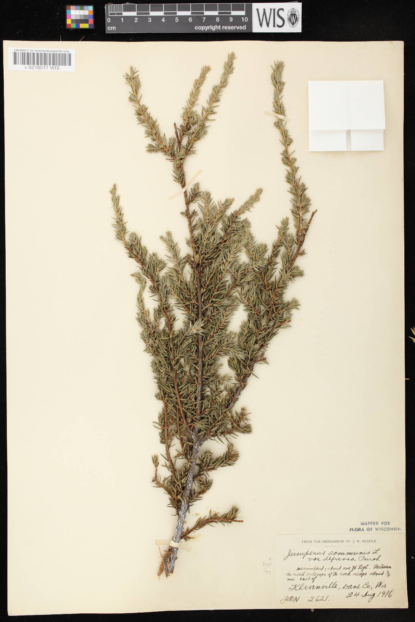 Juniperus communis image