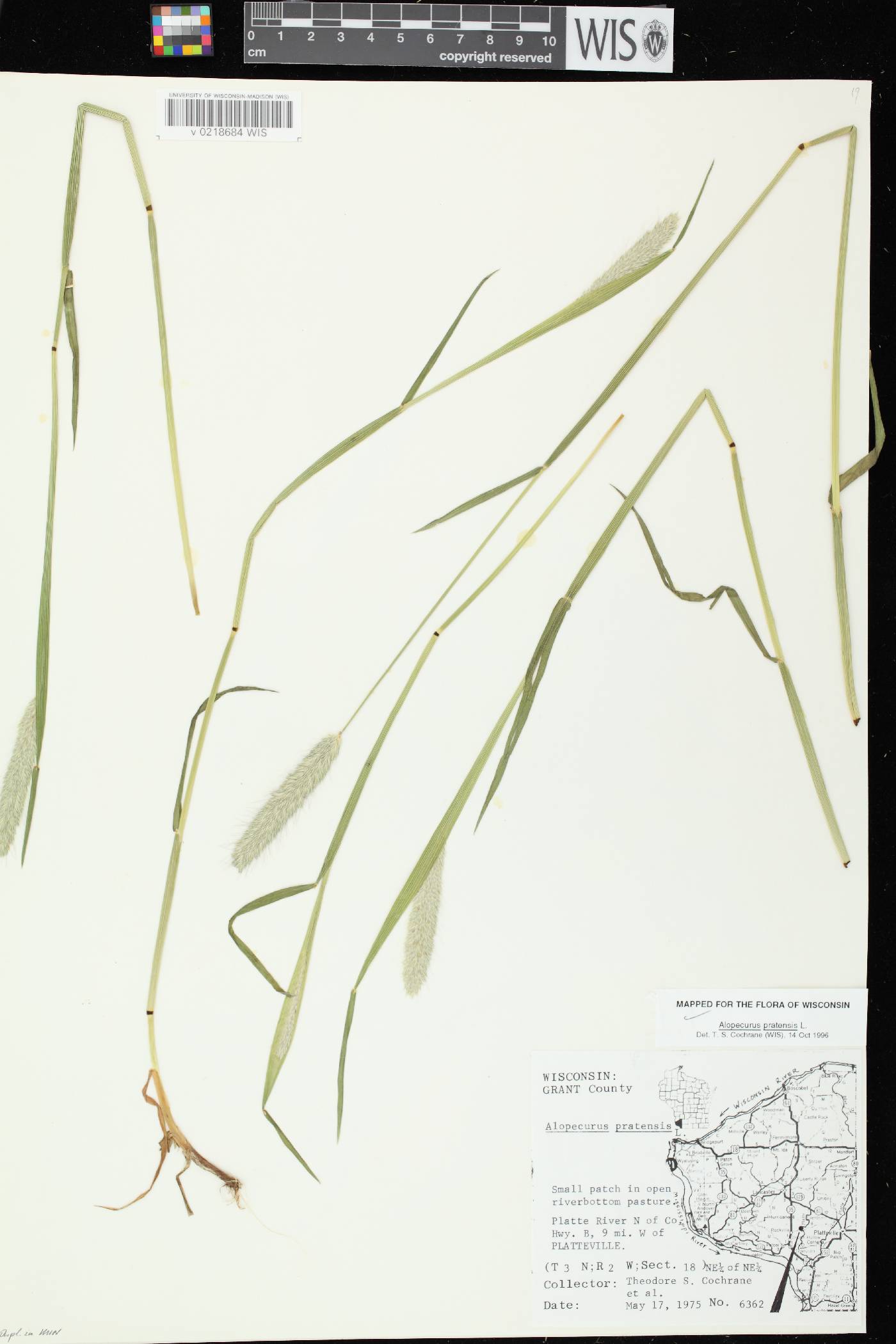 Alopecurus pratensis image