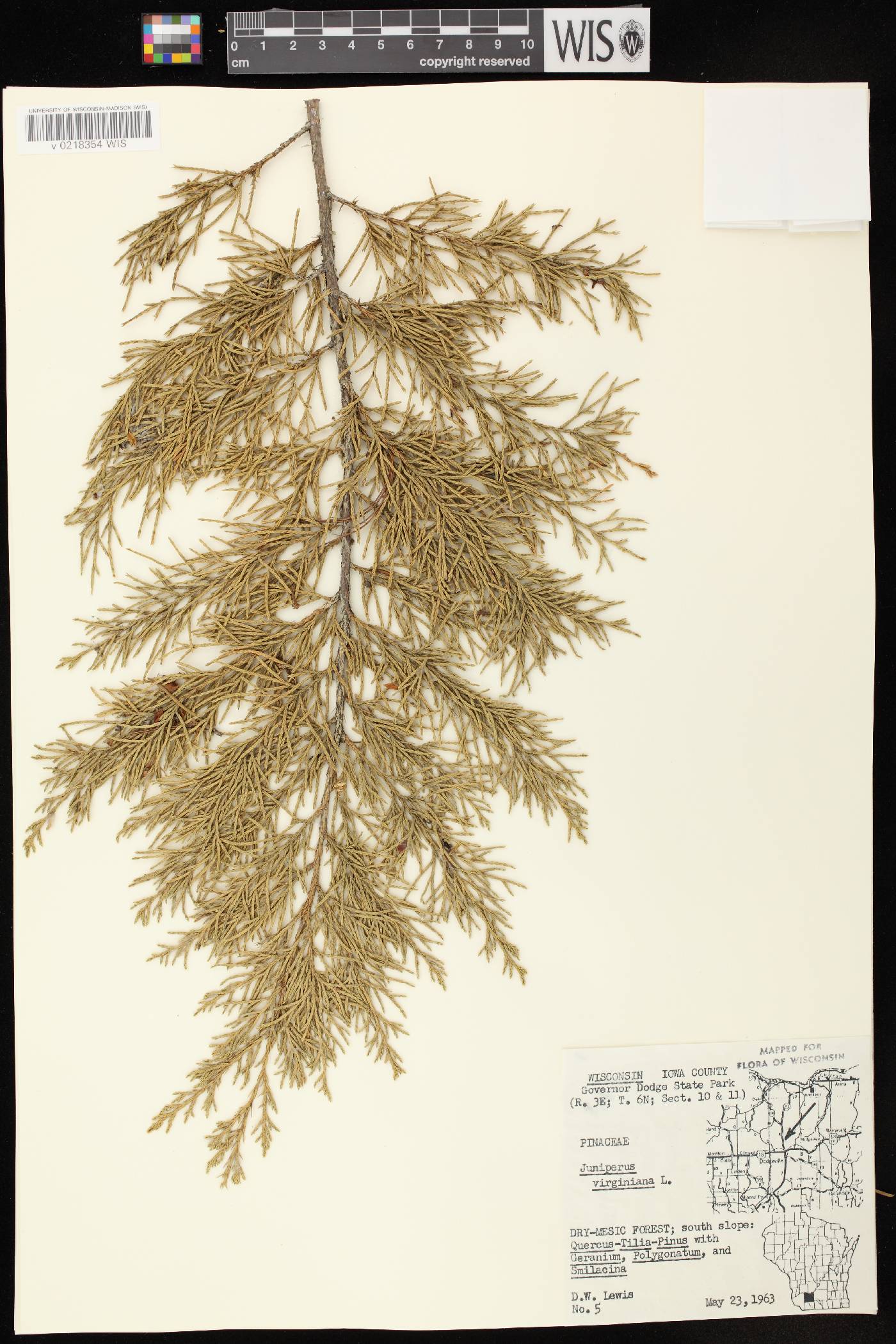 Juniperus virginiana var. virginiana image