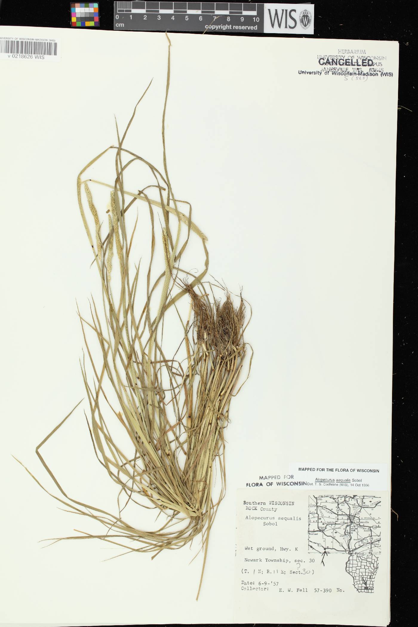 Alopecurus aequalis image