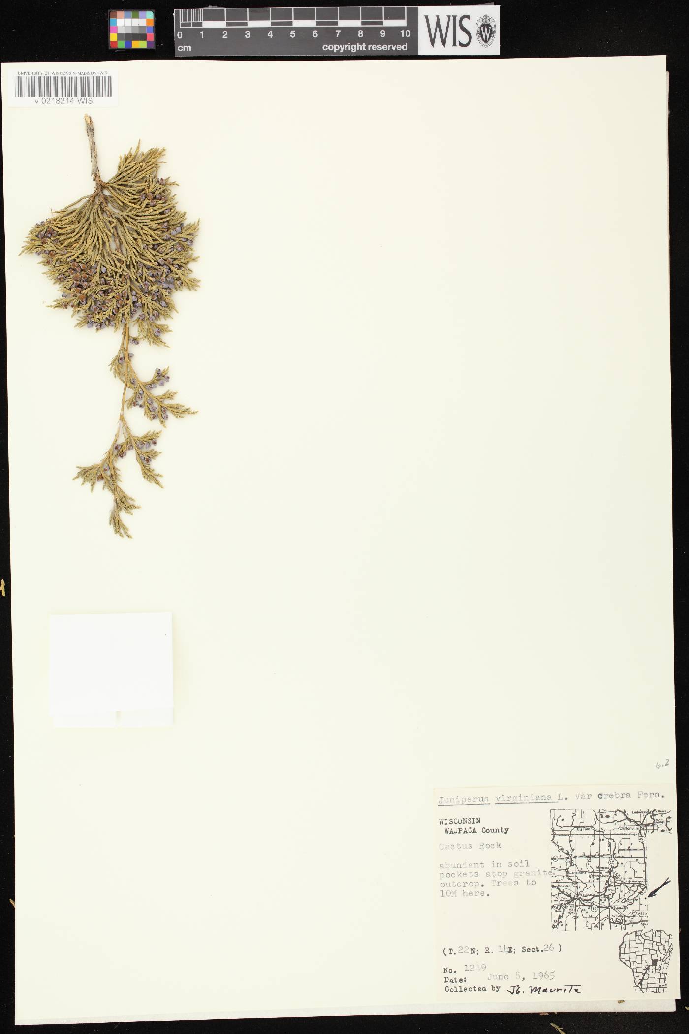 Juniperus virginiana var. virginiana image