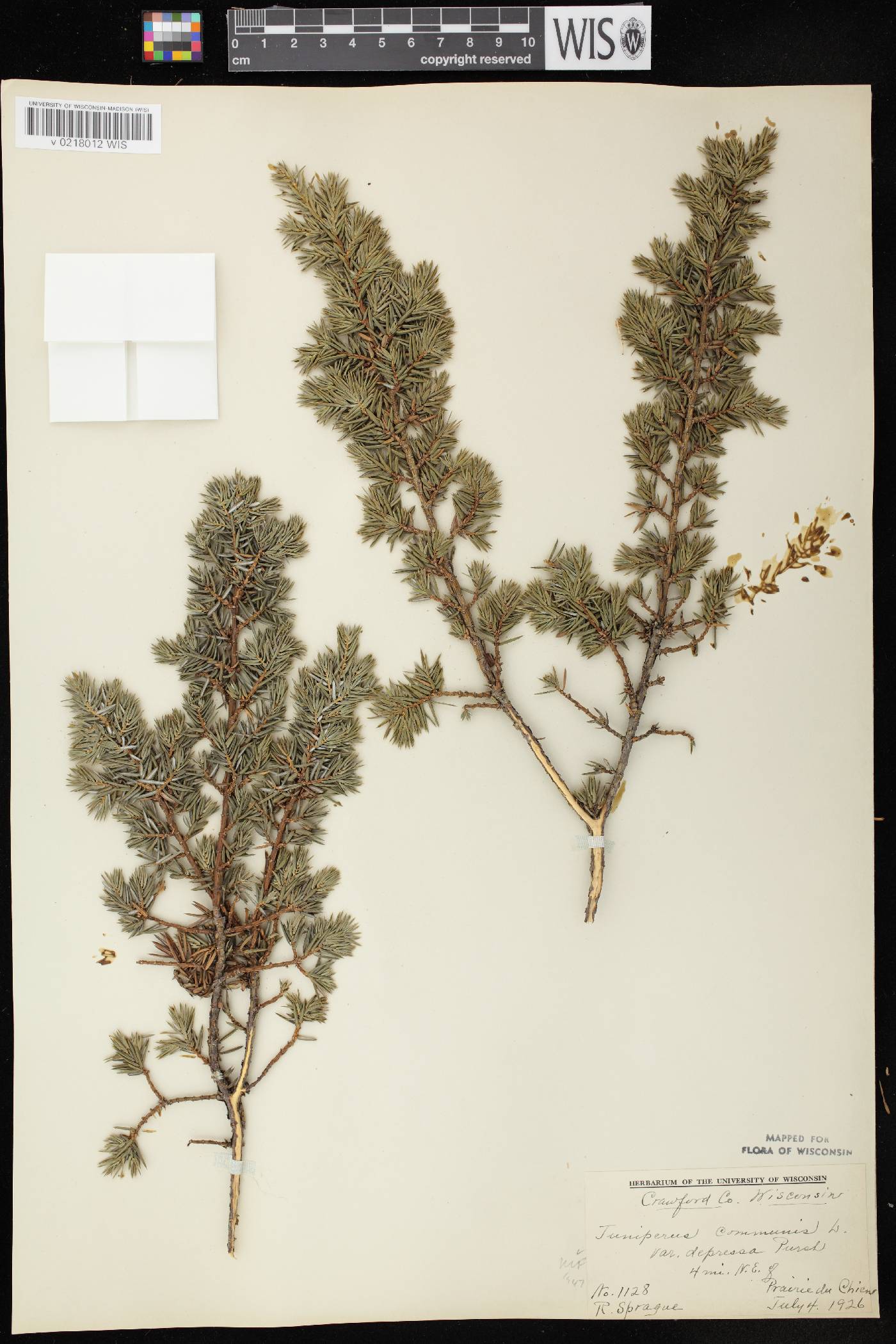 Juniperus communis image