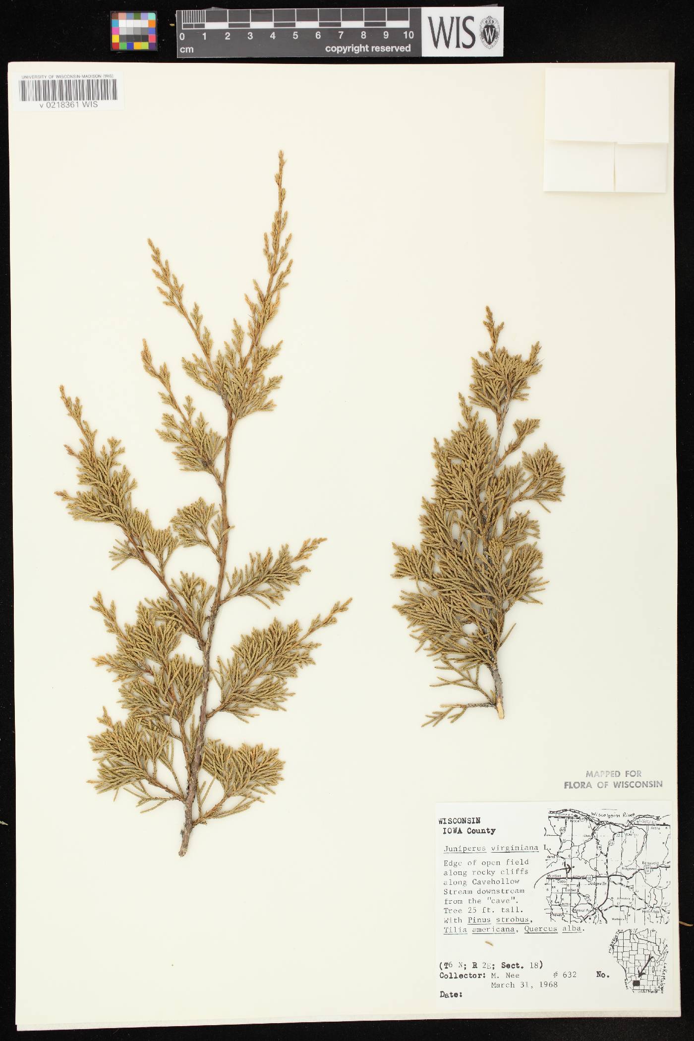 Juniperus virginiana var. virginiana image