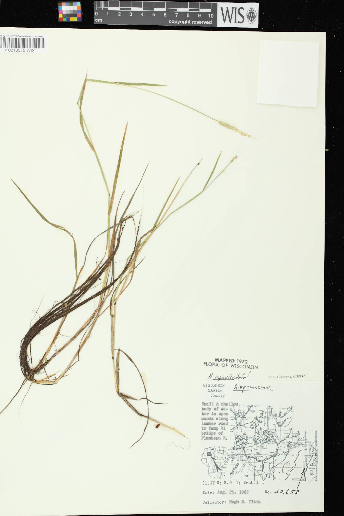 Alopecurus aequalis image