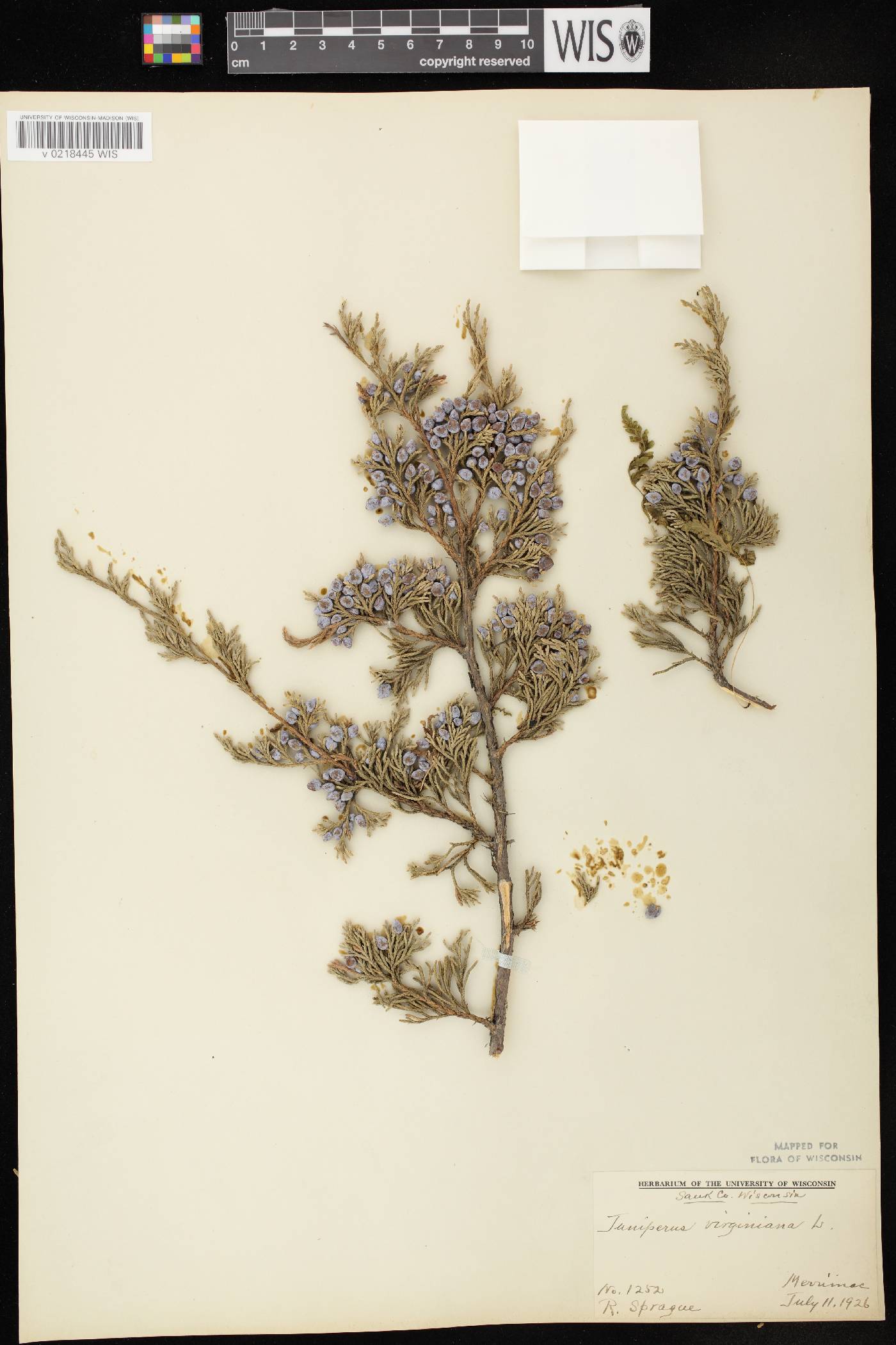 Juniperus virginiana var. virginiana image