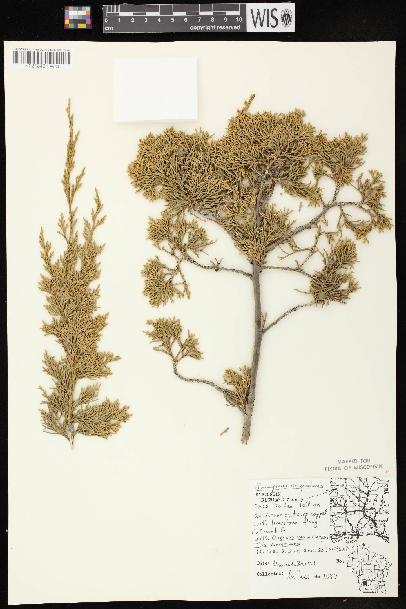 Juniperus virginiana var. virginiana image