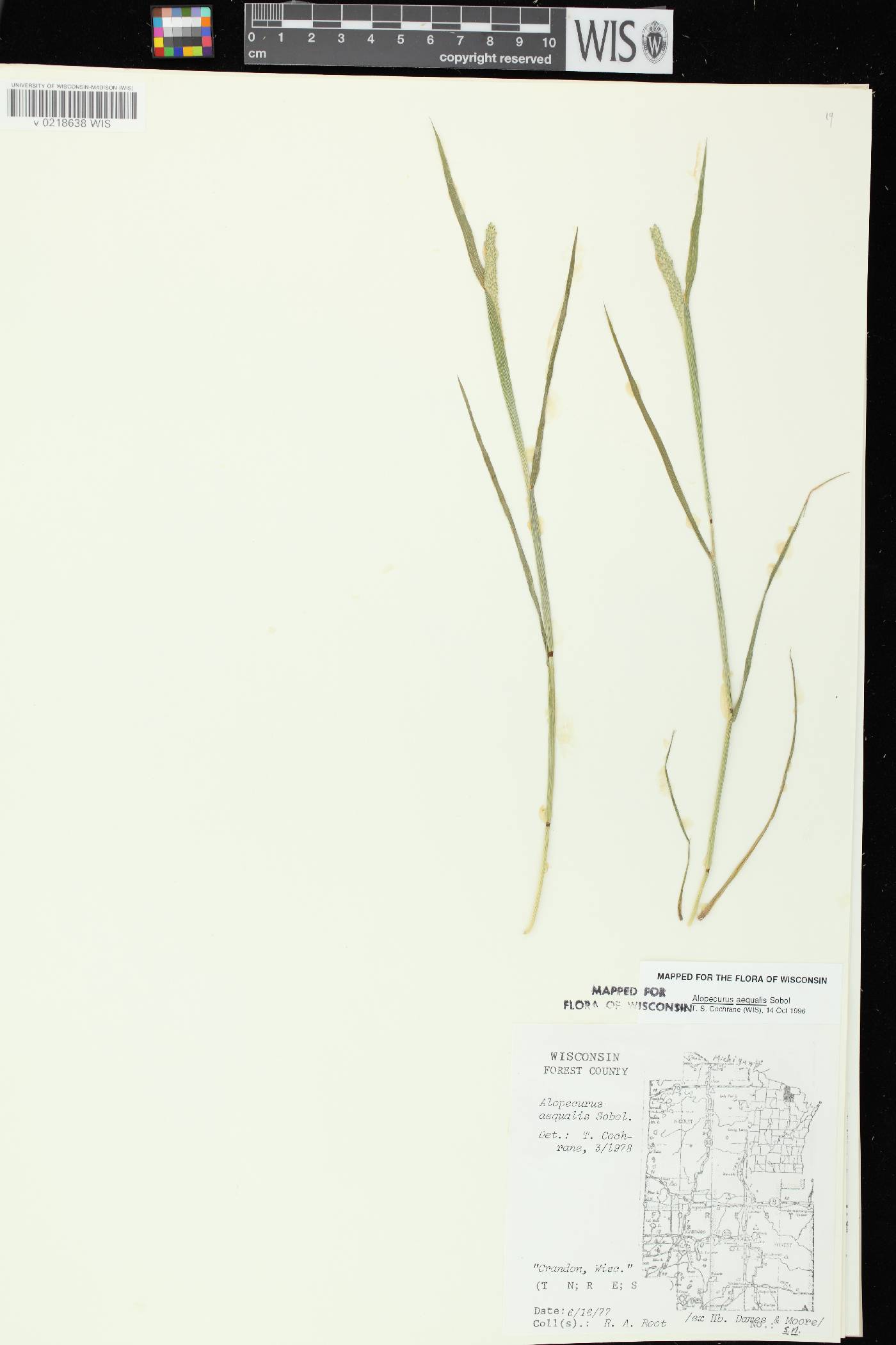Alopecurus aequalis image