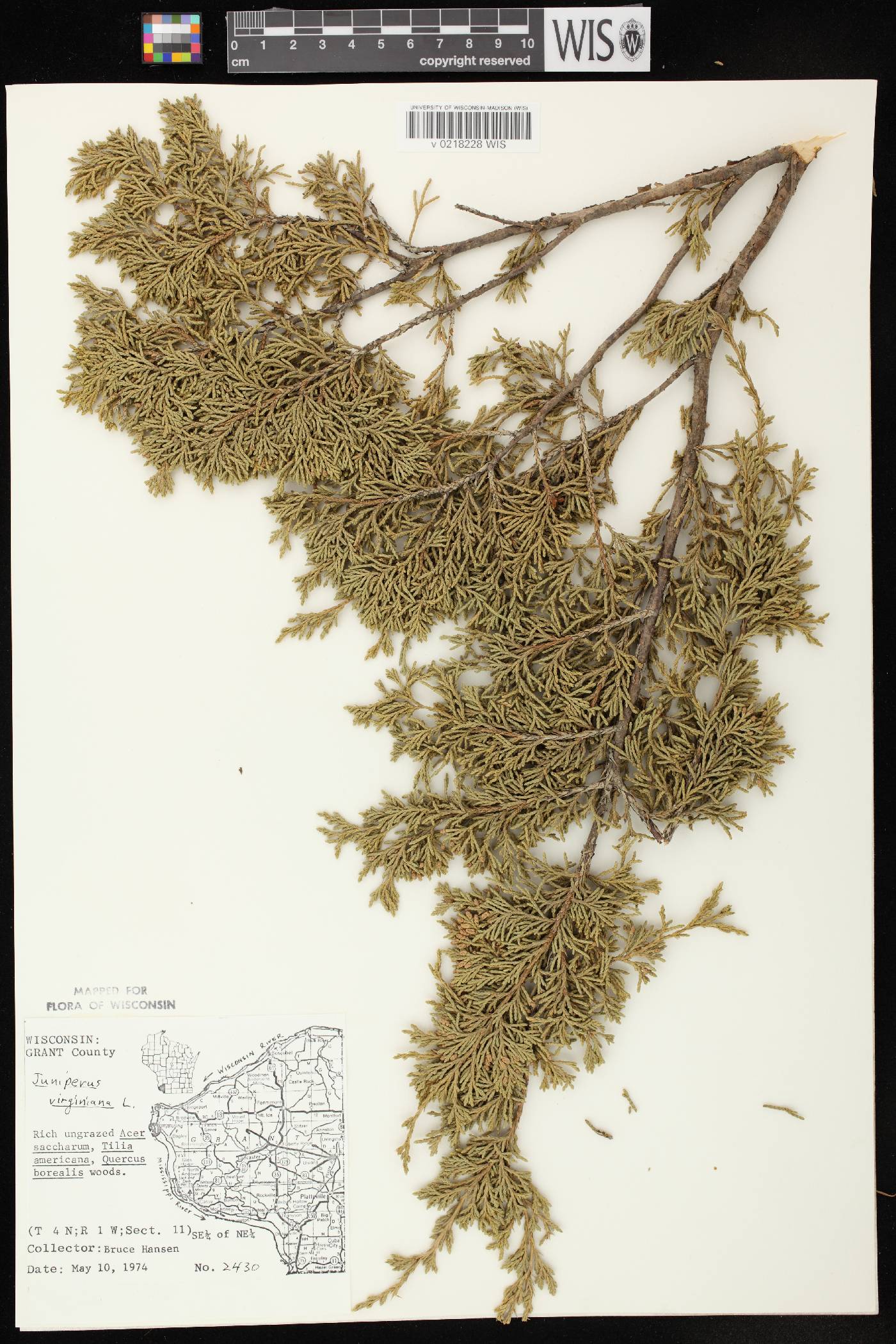 Juniperus virginiana image