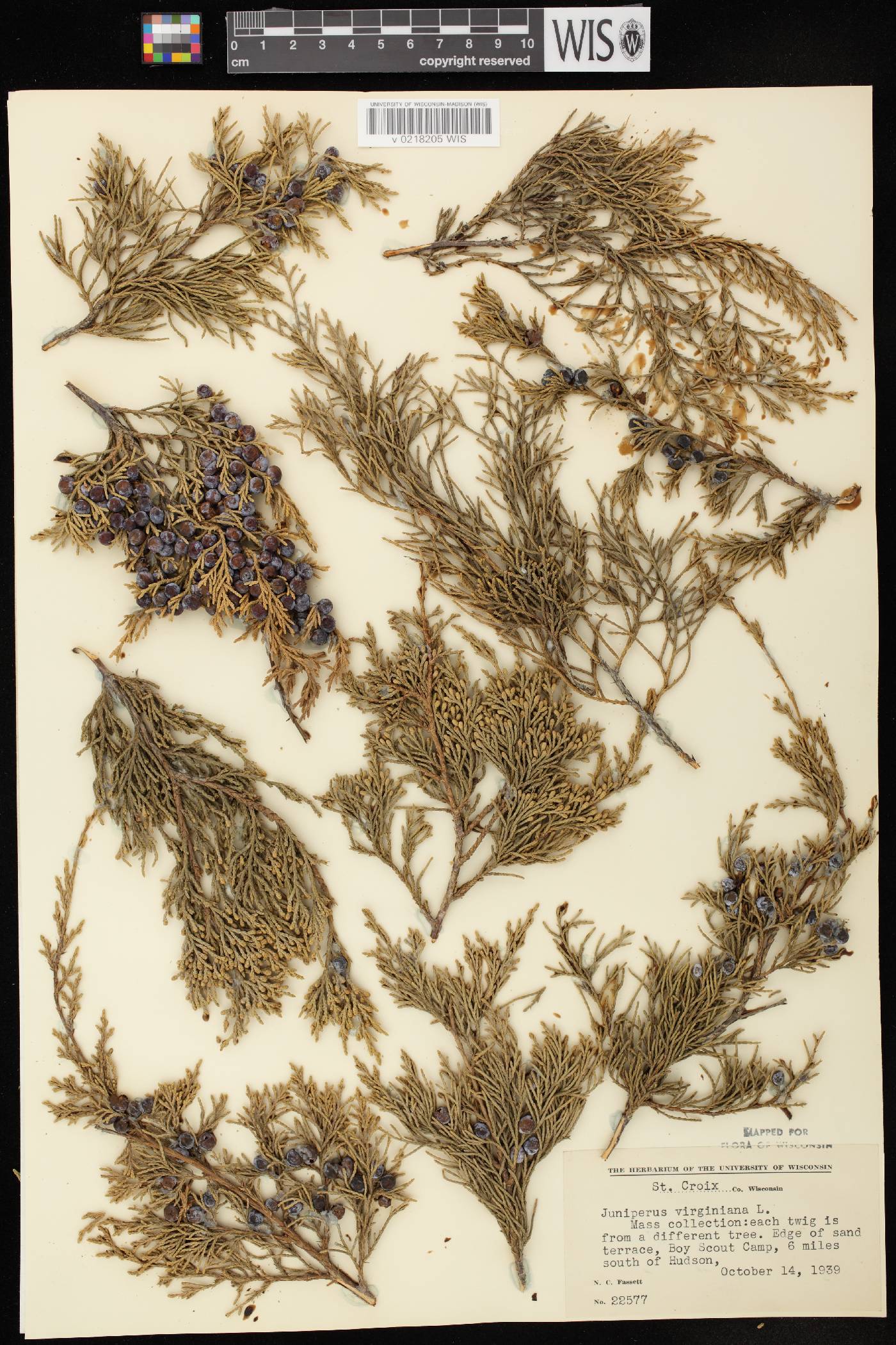 Juniperus virginiana var. virginiana image