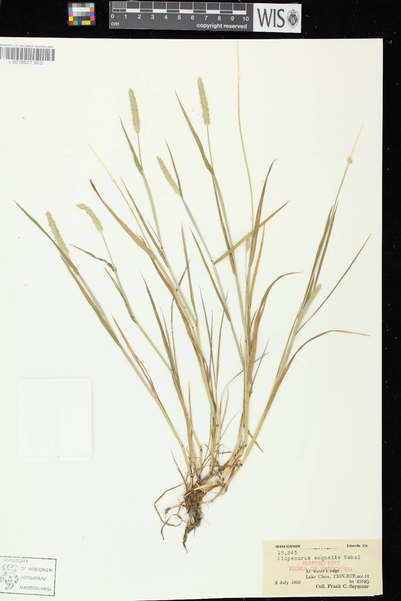 Alopecurus aequalis image