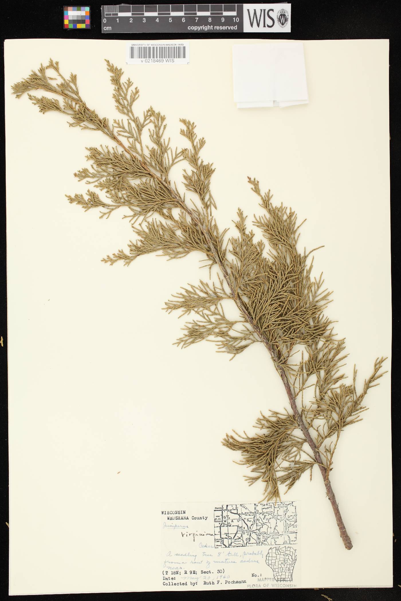 Juniperus virginiana var. virginiana image