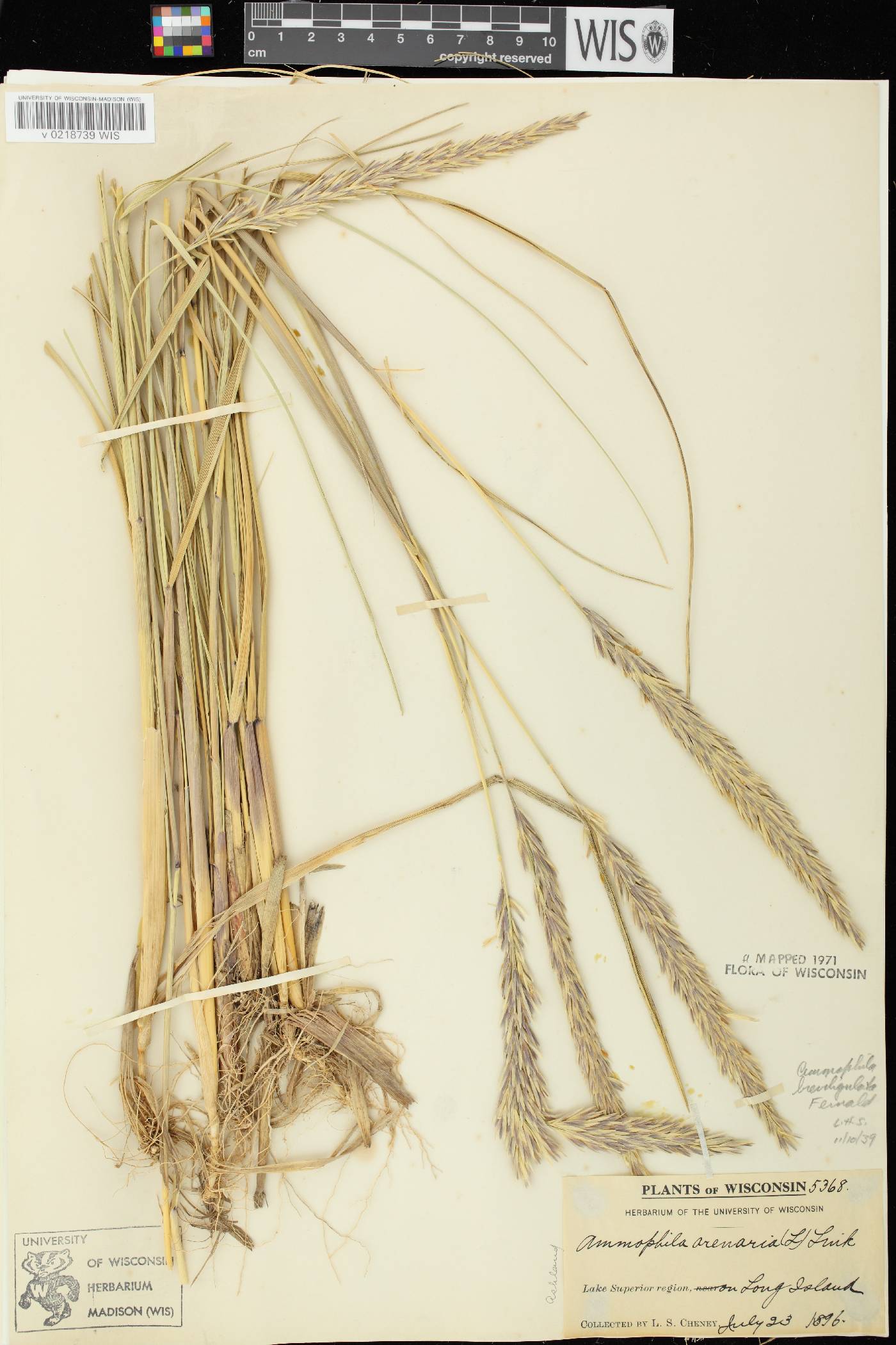 Ammophila breviligulata image