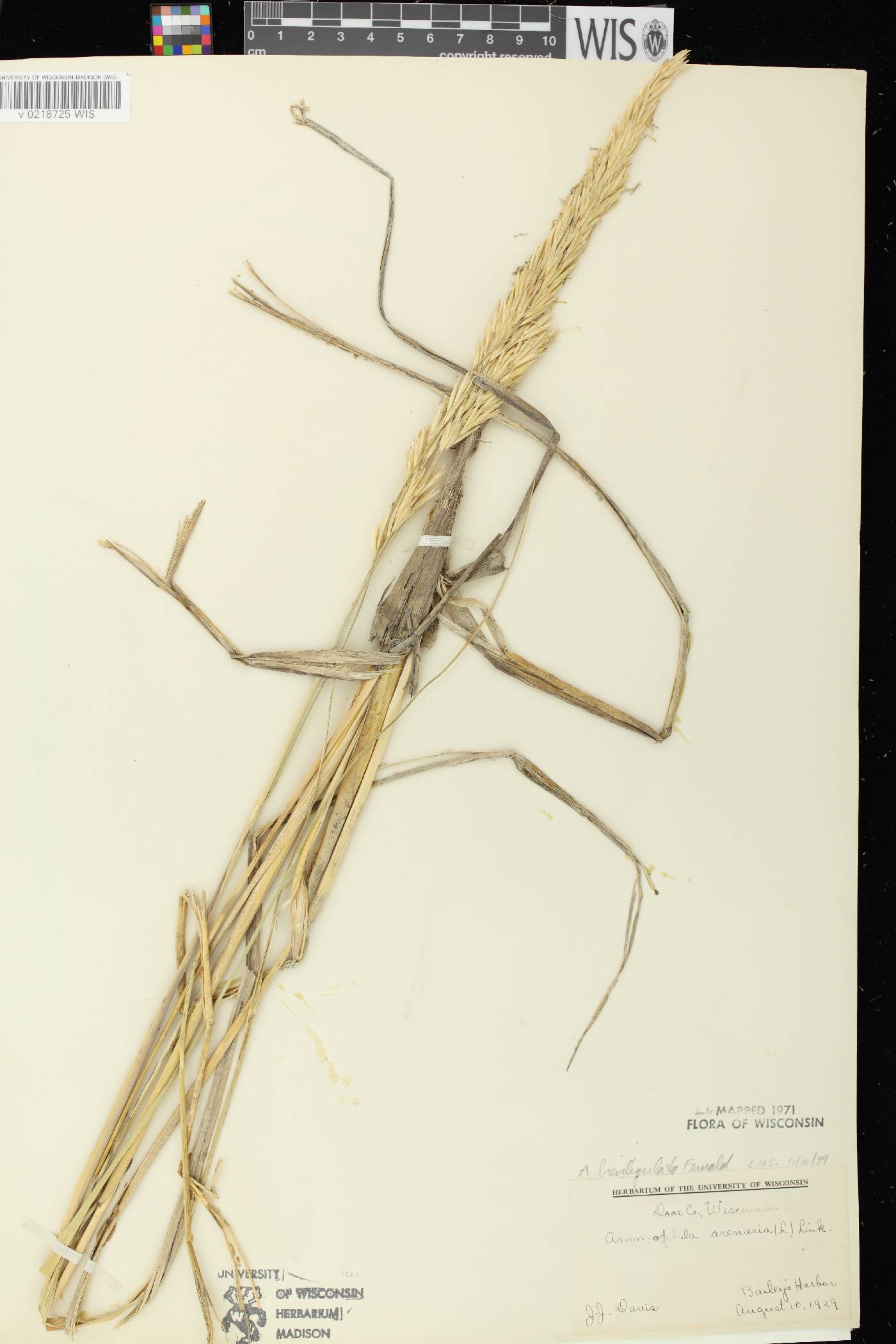 Ammophila breviligulata image