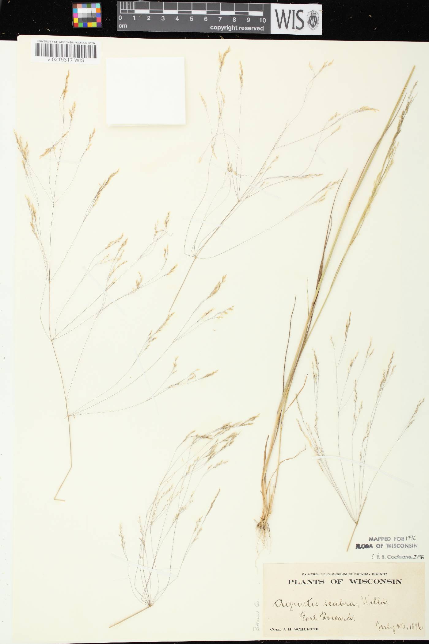 Agrostis hyemalis image