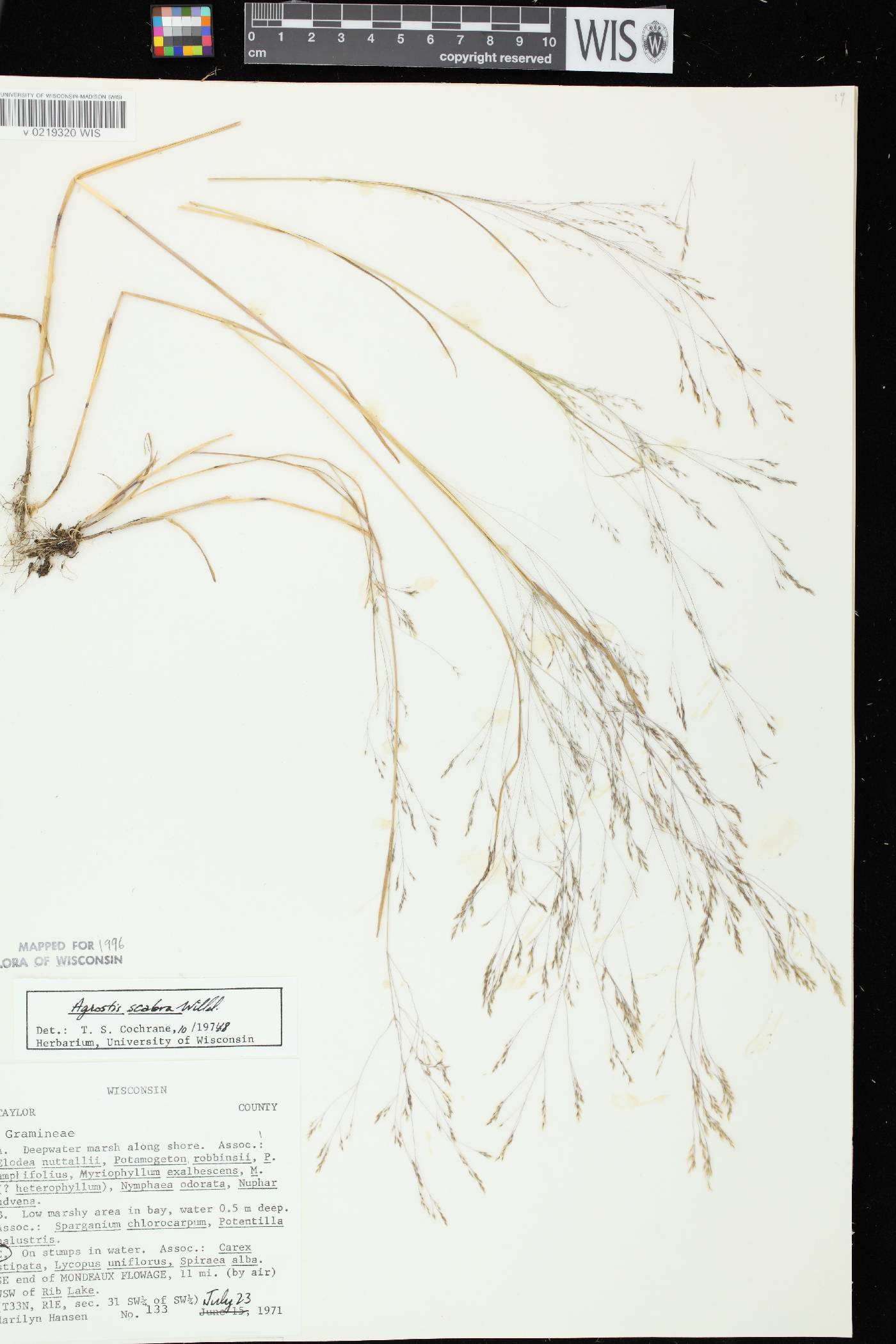 Agrostis hyemalis image