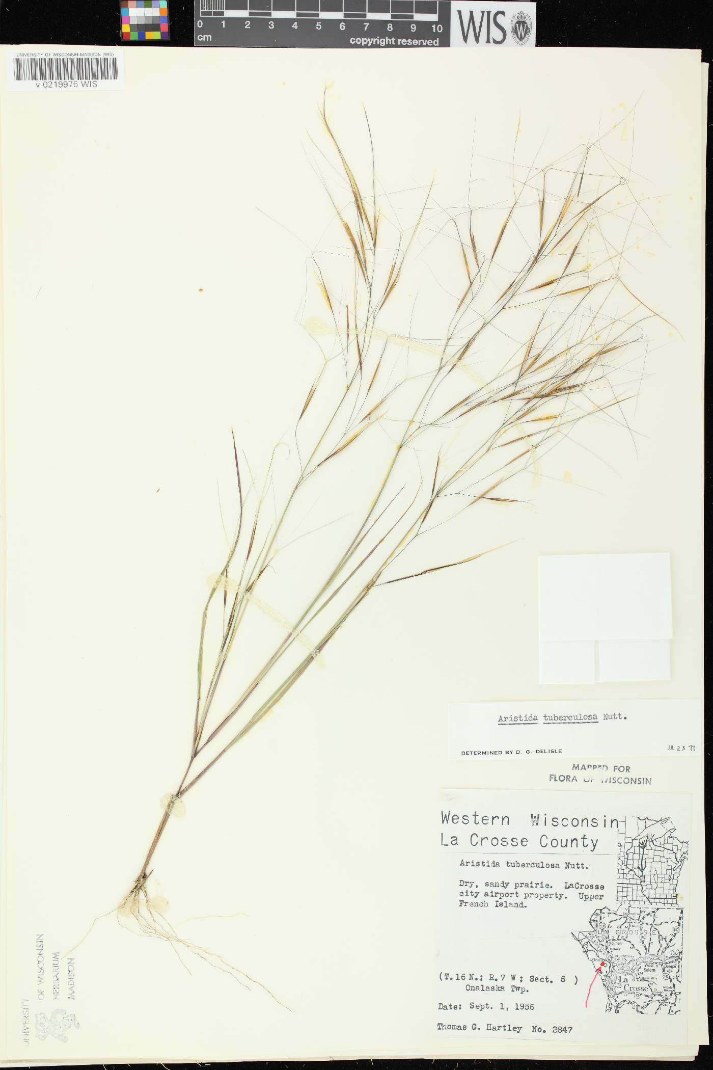Aristida tuberculosa image
